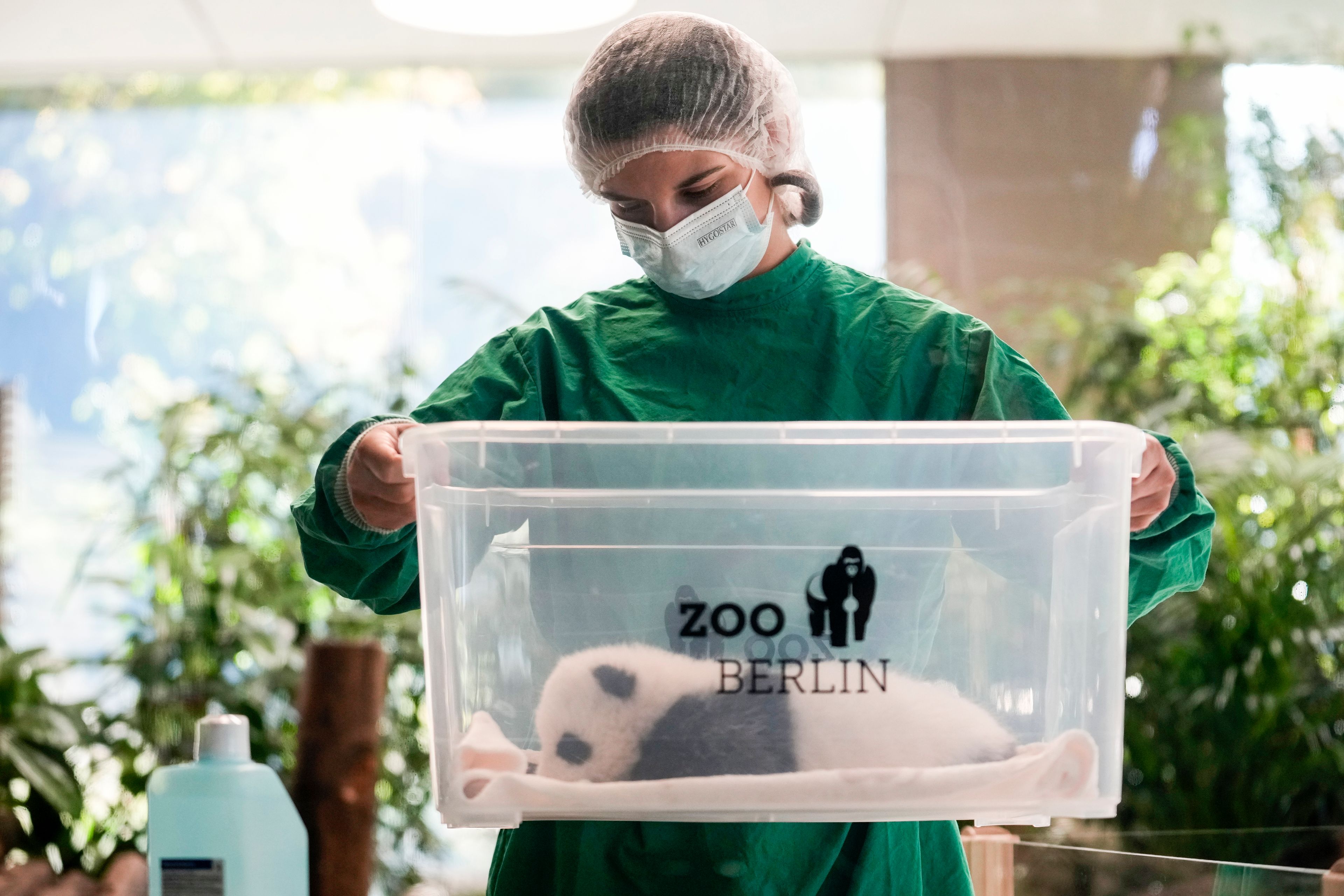 An employee of the Berlin zoo holds a box containing one of the newly born twin panda bear cubs during a presentation to the media at the Zoo in Berlin, Germany, Tuesday, Oct. 15, 2024. (AP Photo/Ebrahim Noroozi)