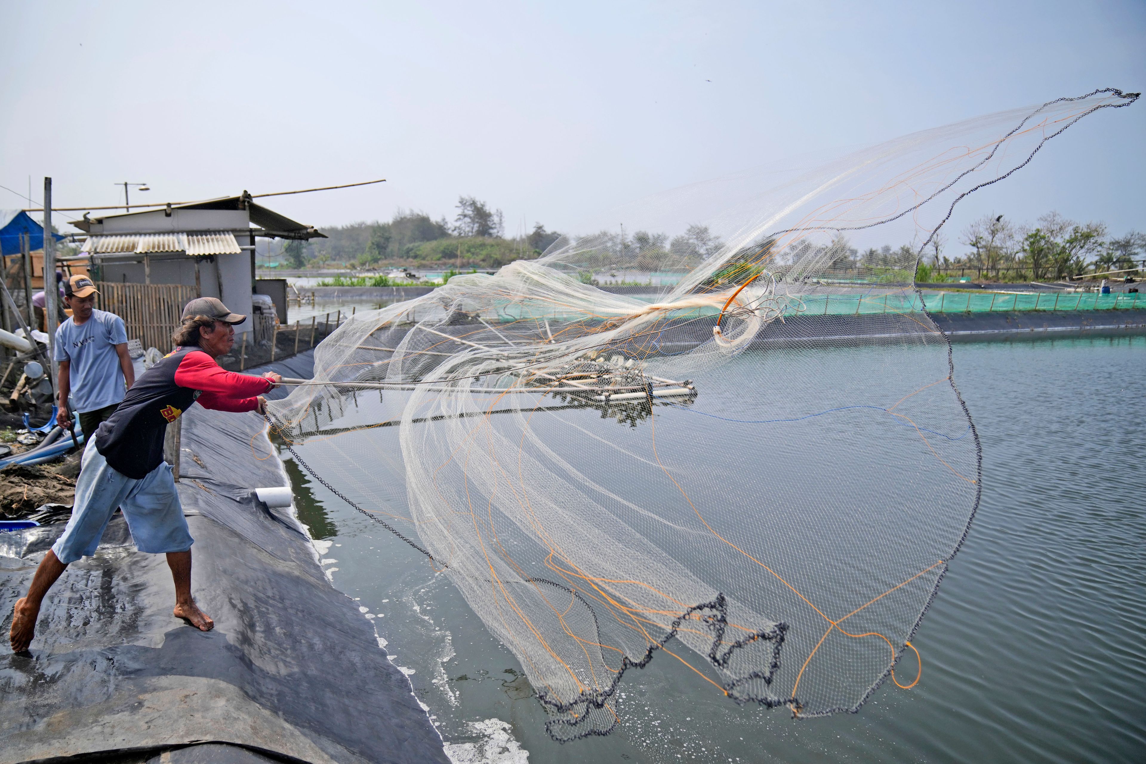 A worker throws a net as he harvests shrimps at a farm in Kebumen, Central Java, Indonesia, Tuesday, Sept. 24, 2024. (AP Photo/Dita Alangkara)