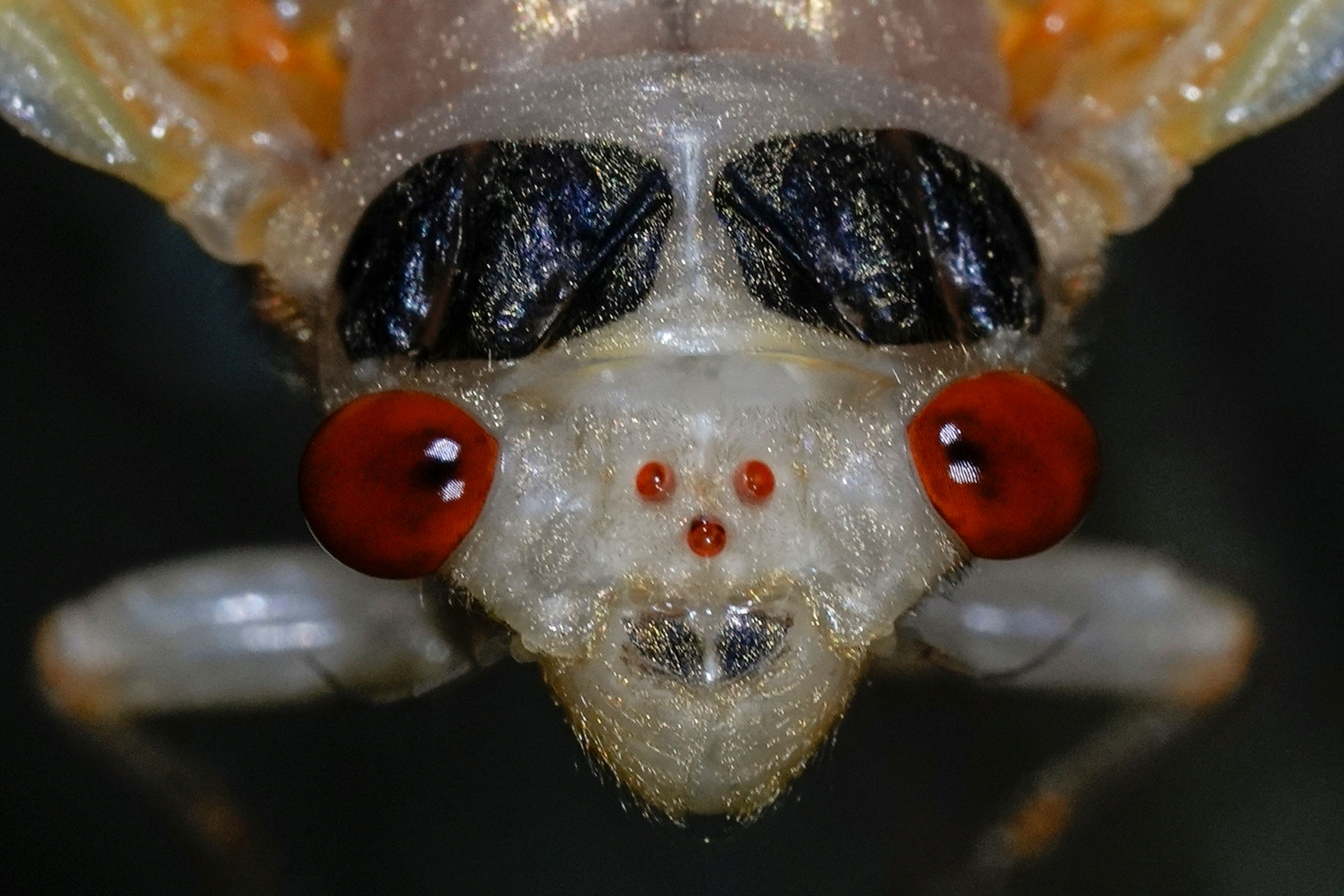 An adult periodical cicada sheds its nymphal skin on May 11, 2024, in Cincinnati. There are two large compound eyes, which are used to visually perceive the world around them, and three small, jewel-like, simple eyes called ocelli at center. (AP Photo/Carolyn Kaster)