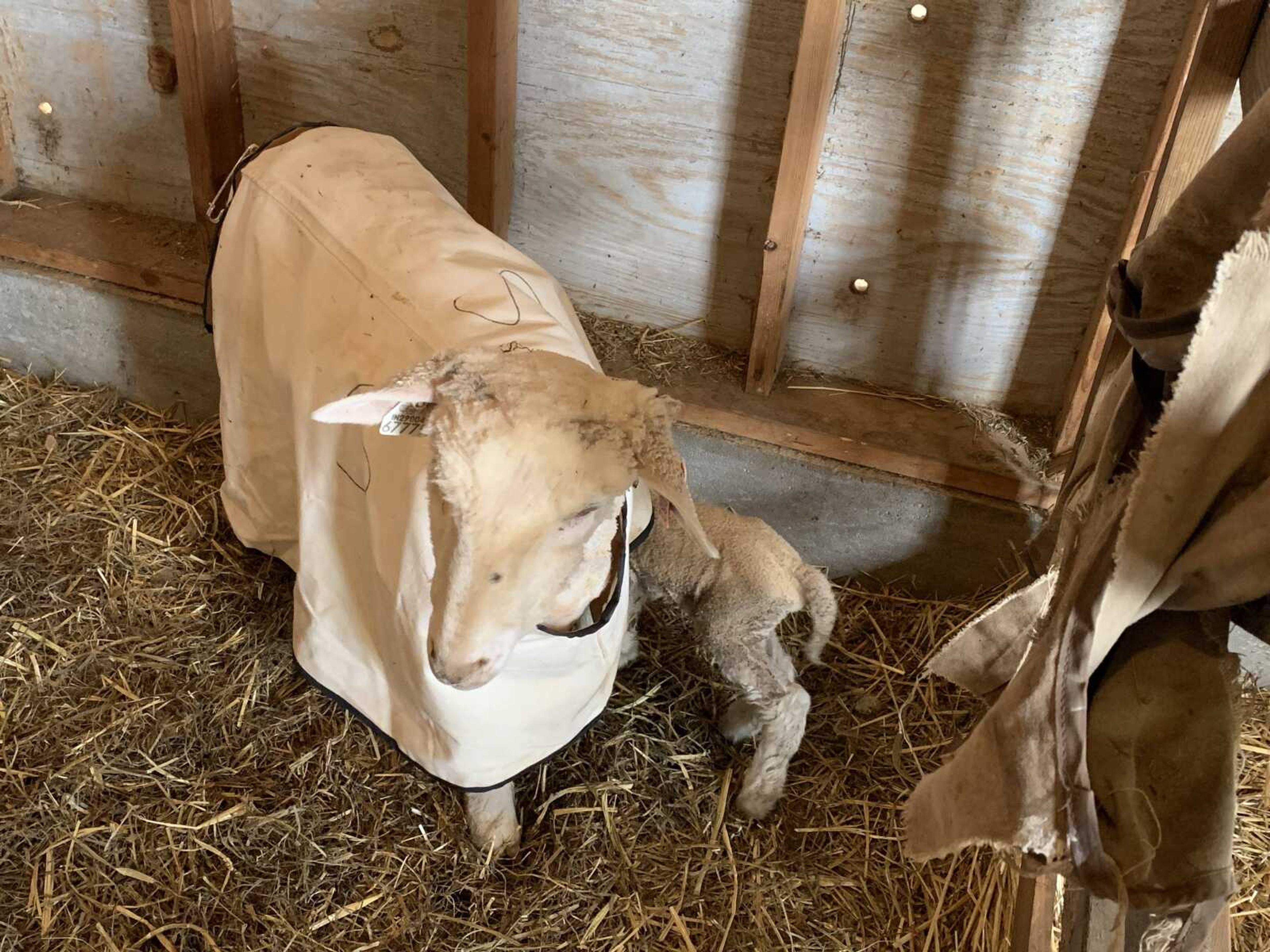 Bonnie the sheep and her newborn unnamed lamb are kept inside for safety and warmth at Mesta Meadows. A sheep can produce up to 8-9 pounds of wool per year once they are fully grown. The Crowley's livestock produce a super fine wool charted at 19.5 microns and sell the wool mostly over Etsy, with their farthest customer being in Ireland.&nbsp;