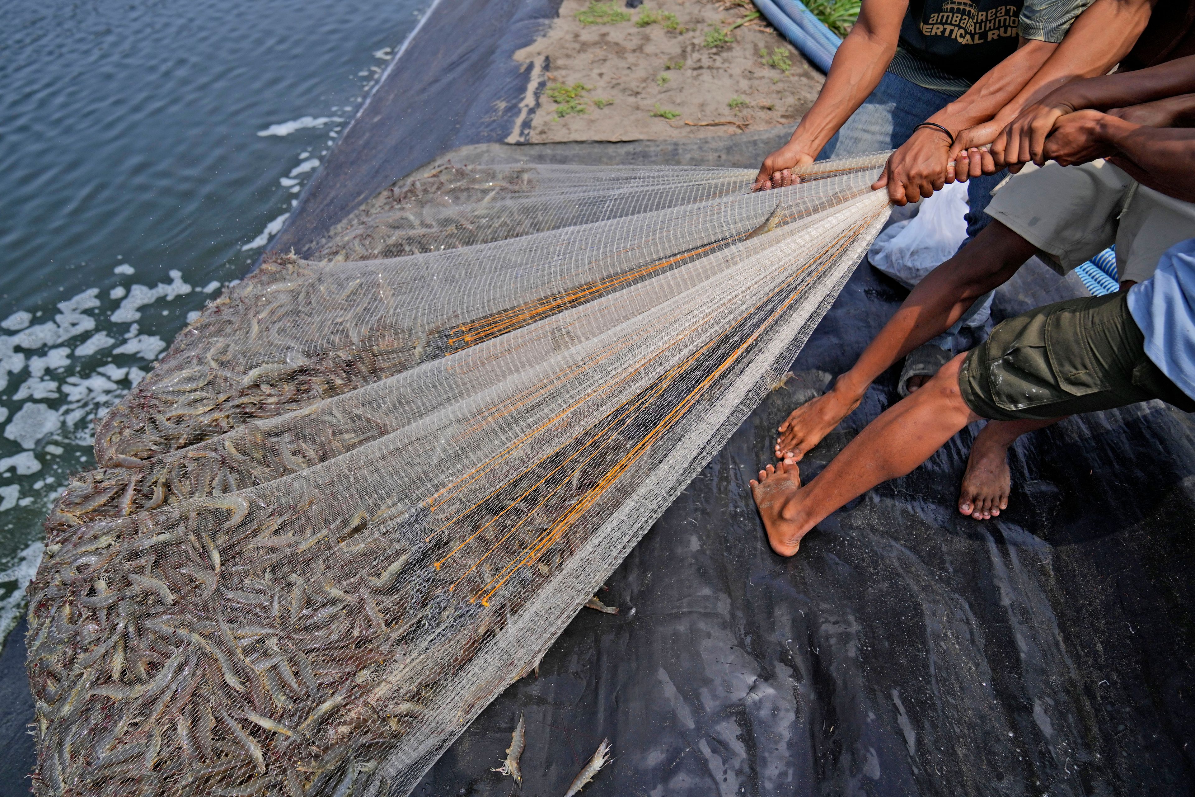 Workers pull a net as they harvest shrimps at a farm in Kebumen, Centra Java, Indonesia, Tuesday, Sept. 24, 2024. (AP Photo/Dita Alangkara)