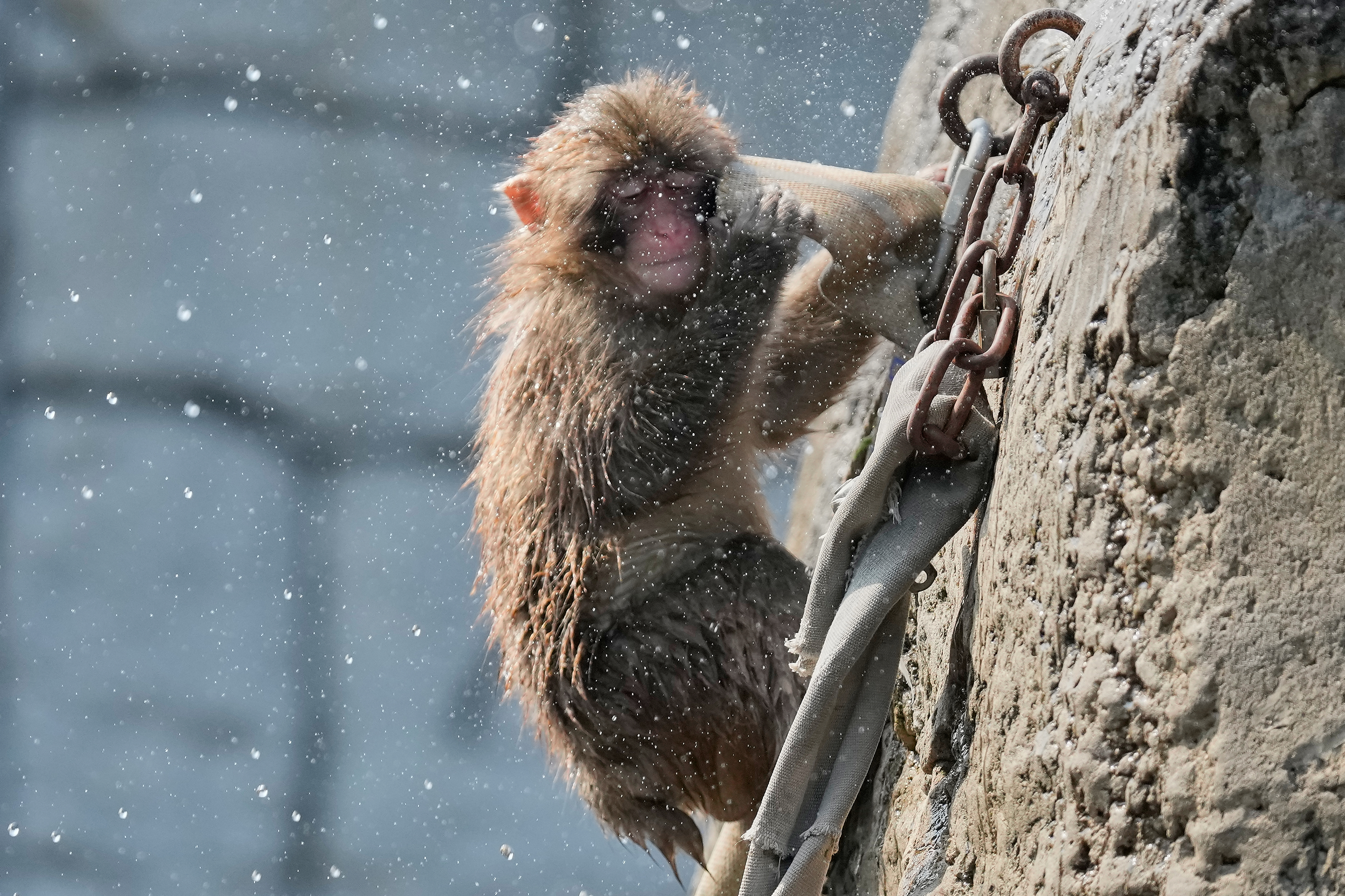 Japan's monkey sensation Punch turns 1, drawing a flood of w