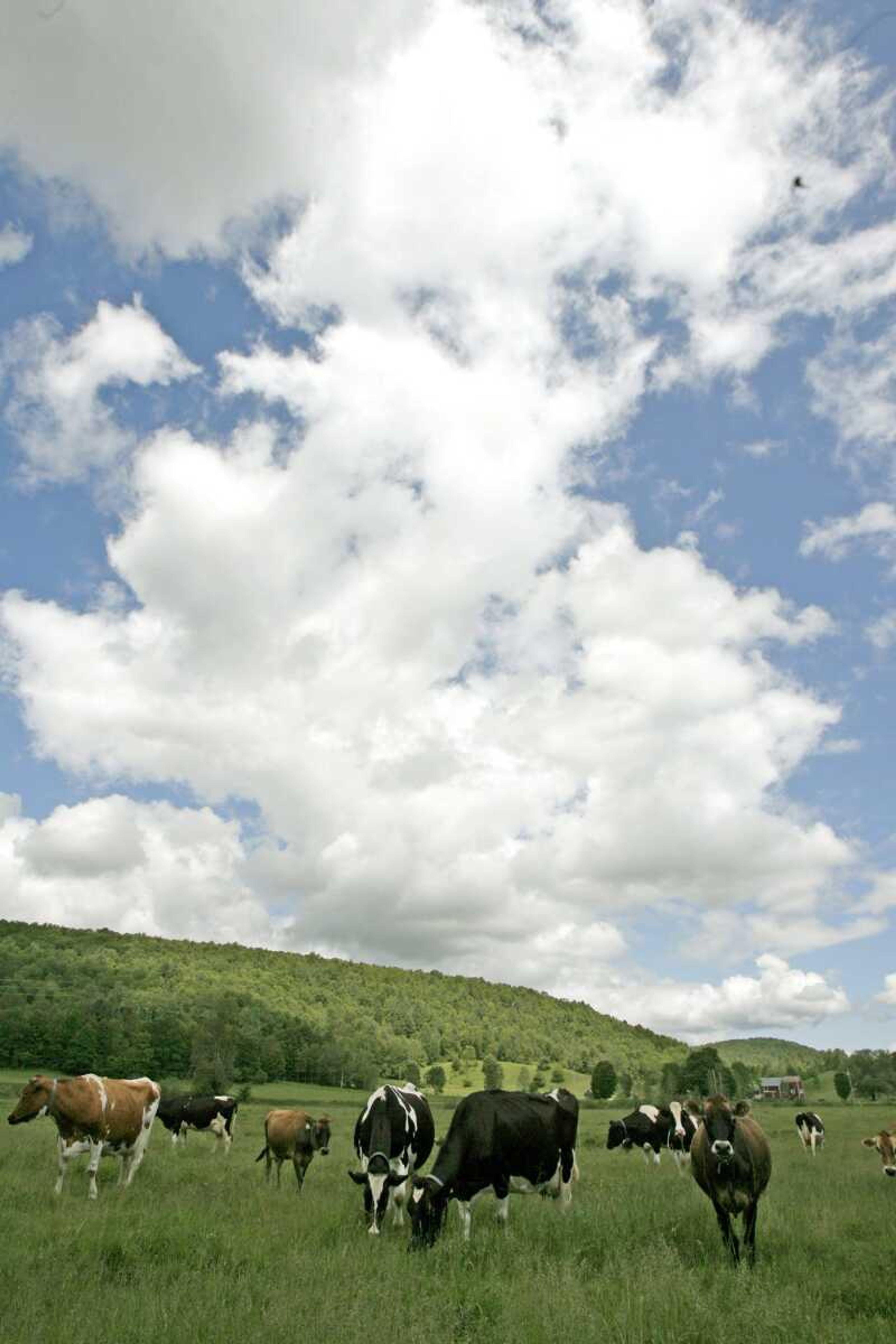 This June 16, 2009 photo shows cows grazing in a pasture at Coventry Valley Farm in Coventry, Vt. Yogurt maker Stonyfield Farm wants its cows to burp less. It's for a noble cause: cutting down on the gases that contribute to global warming. Working with 15 Vermont farms to change cows' diets so they emit less methane, it has already reduced cow burping by as much as 18 percent. (AP Photo/Toby Talbot)