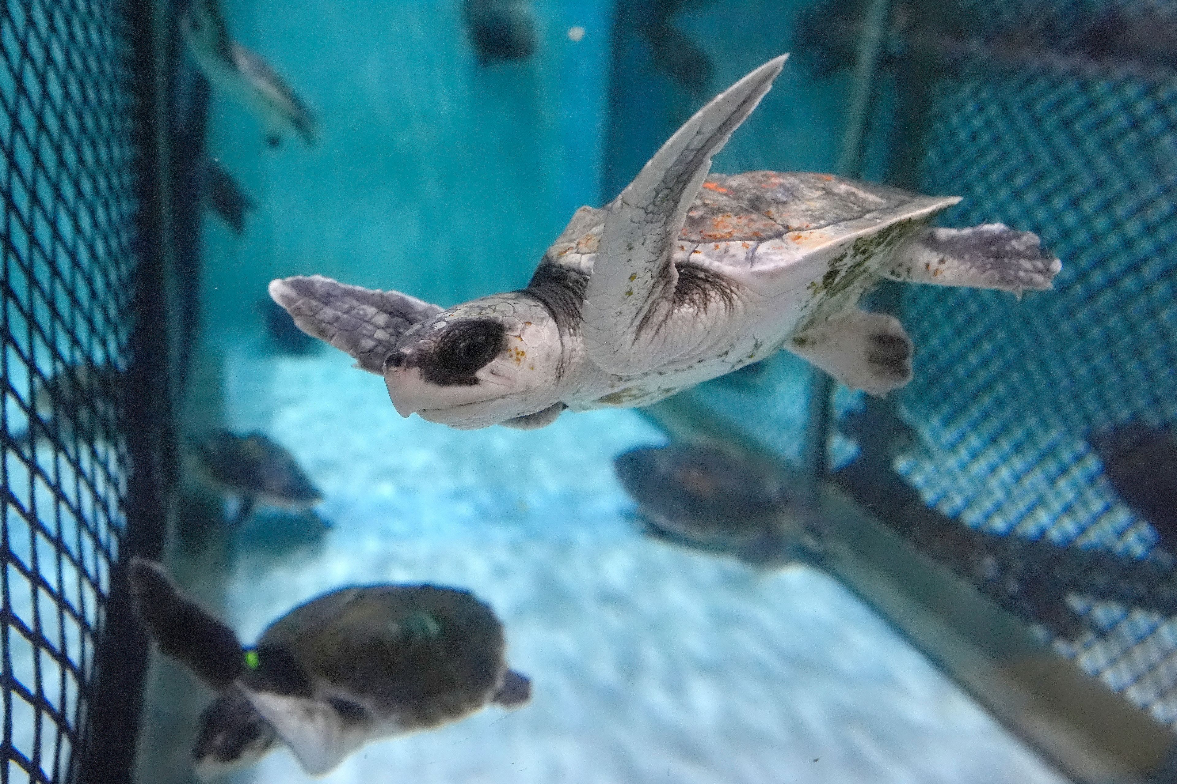 Global warming fills New England's rich waters with death traps for endangered sea turtles