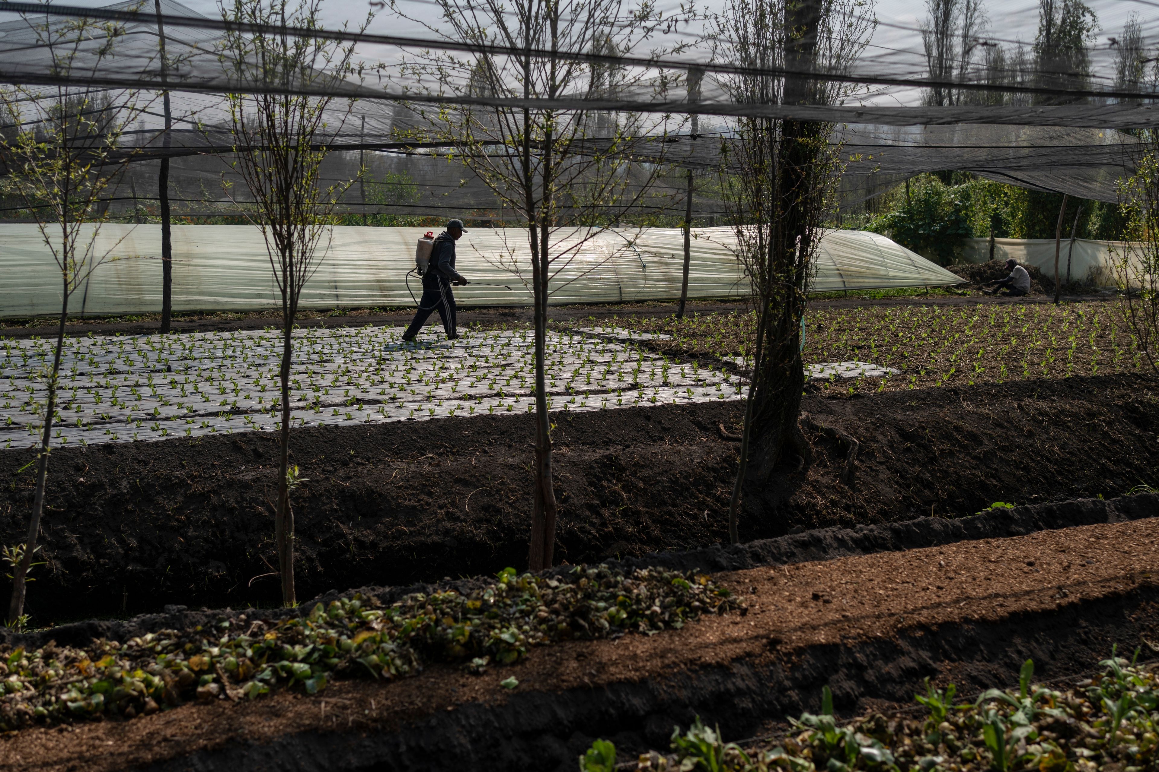 Manuel Serralde works in a floating garden in the Xochimilco borough of Mexico City, Tuesday, Oct. 29, 2024. (AP Photo/Felix Marquez)