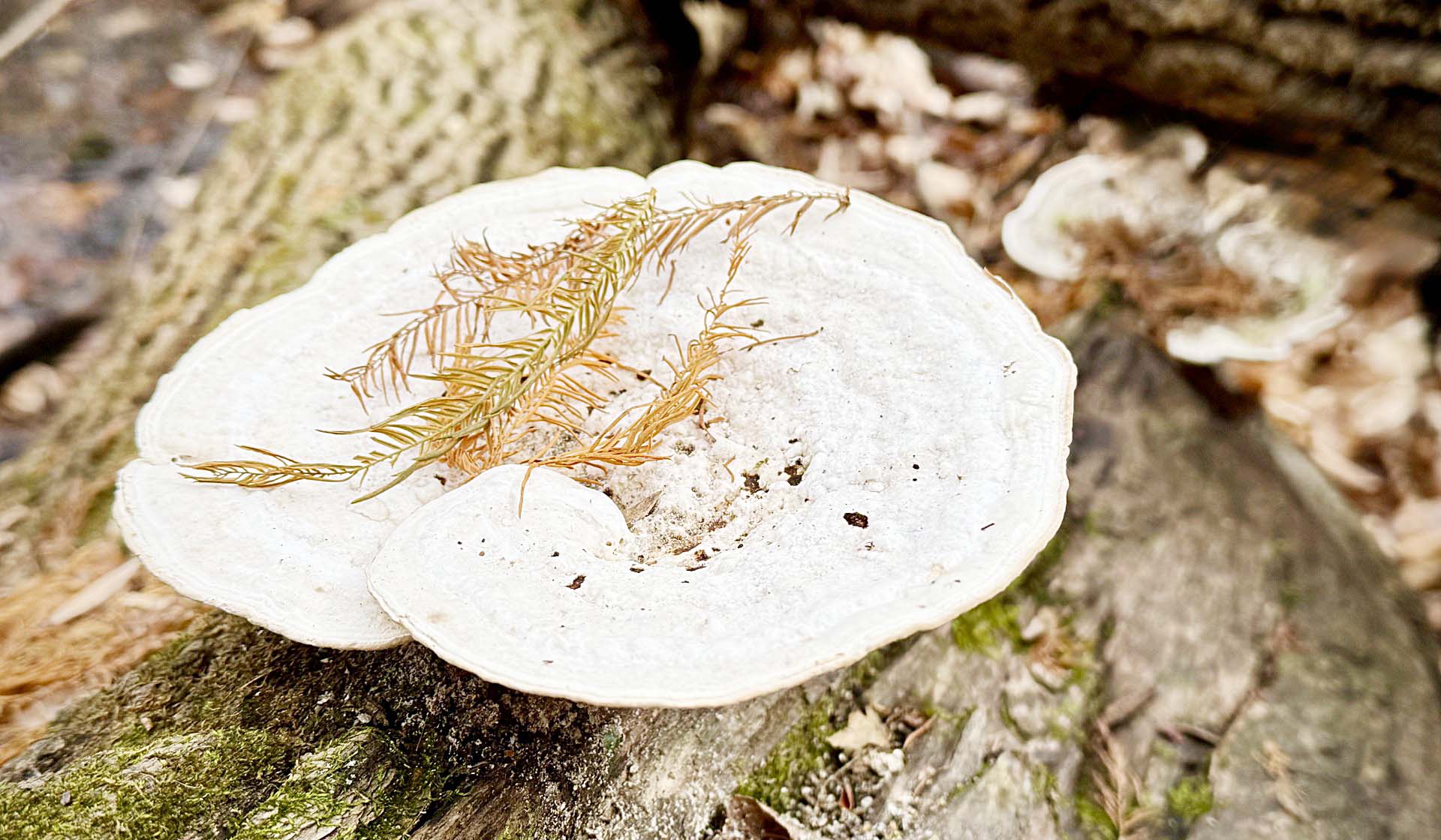 Through the Woods: As white as snow