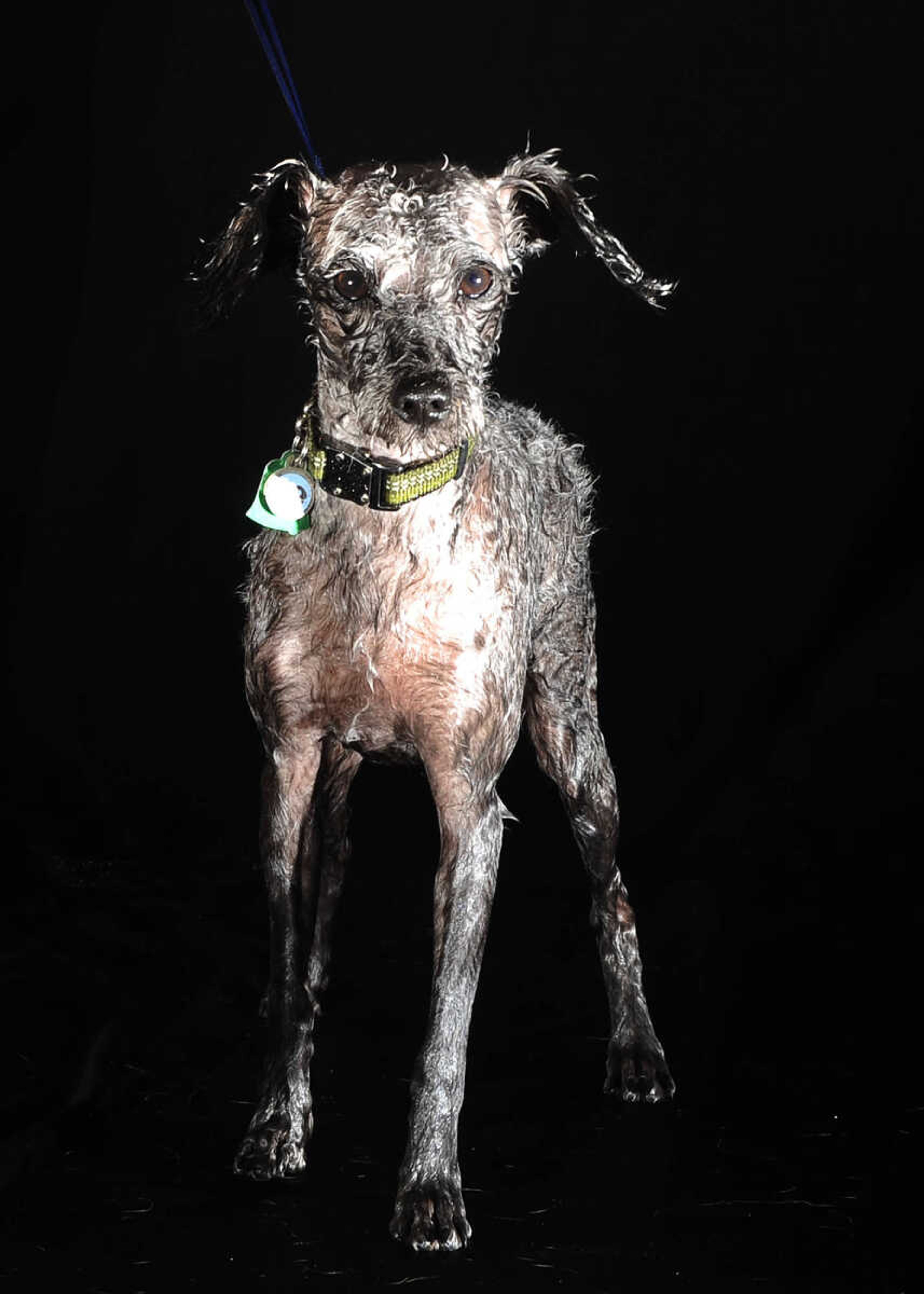 LAURA SIMON ~ lsimon@semissourian.com

Doggy Swim Day at Cape Splash, Sunday, Sept. 27, 2015, in Cape Girardeau. Leashed dogs got to swim and play in the lazy river and swimming pools with their owners. Proceeds from event benefit the Cape Girardeau Parks and Recreation Foundation.