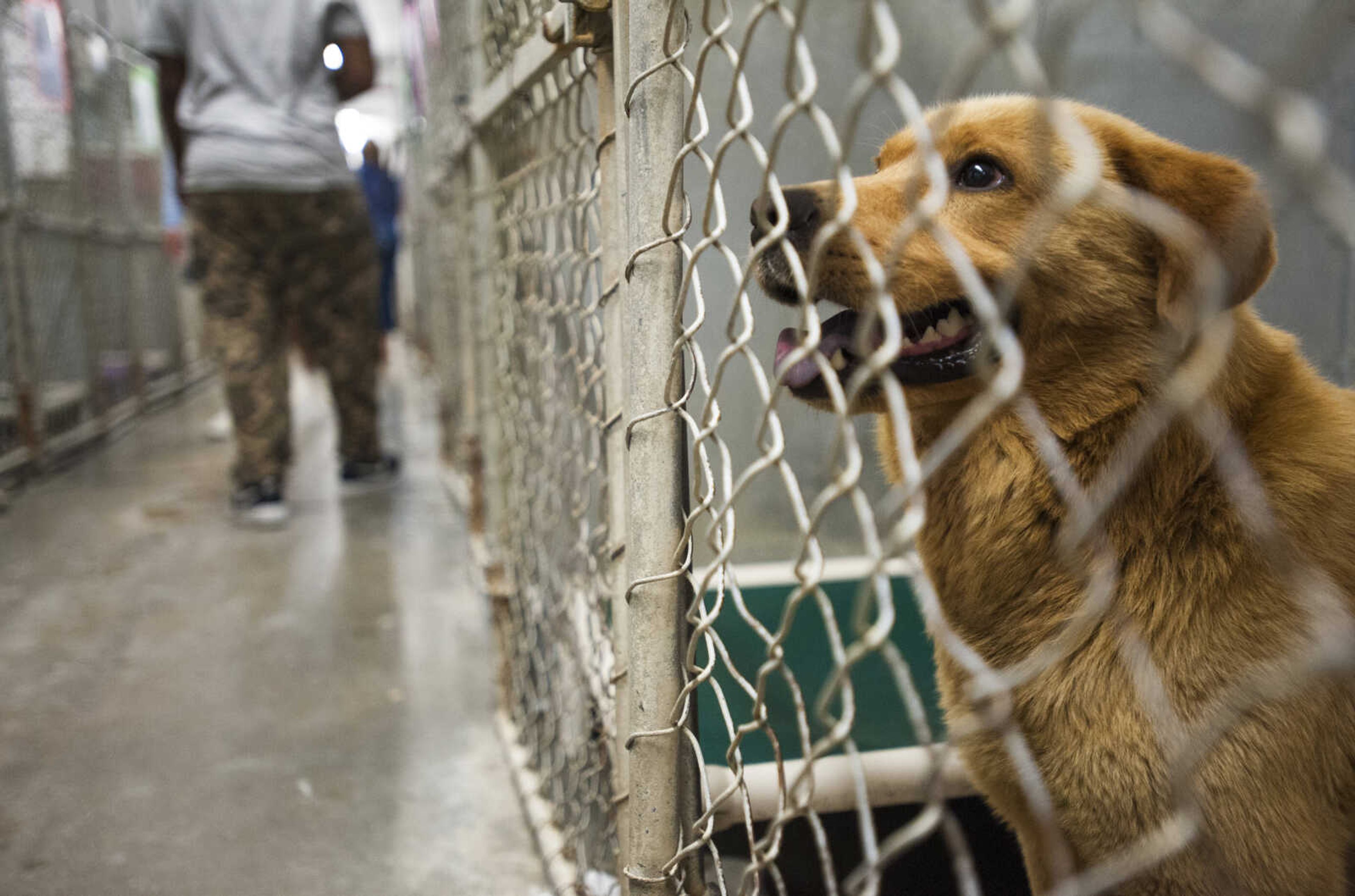 Hammy sits awaiting adoption at the Humane Society of Southeast Missouri on June 20, 2017, in Cape Girardeau. (Ben Matthews)