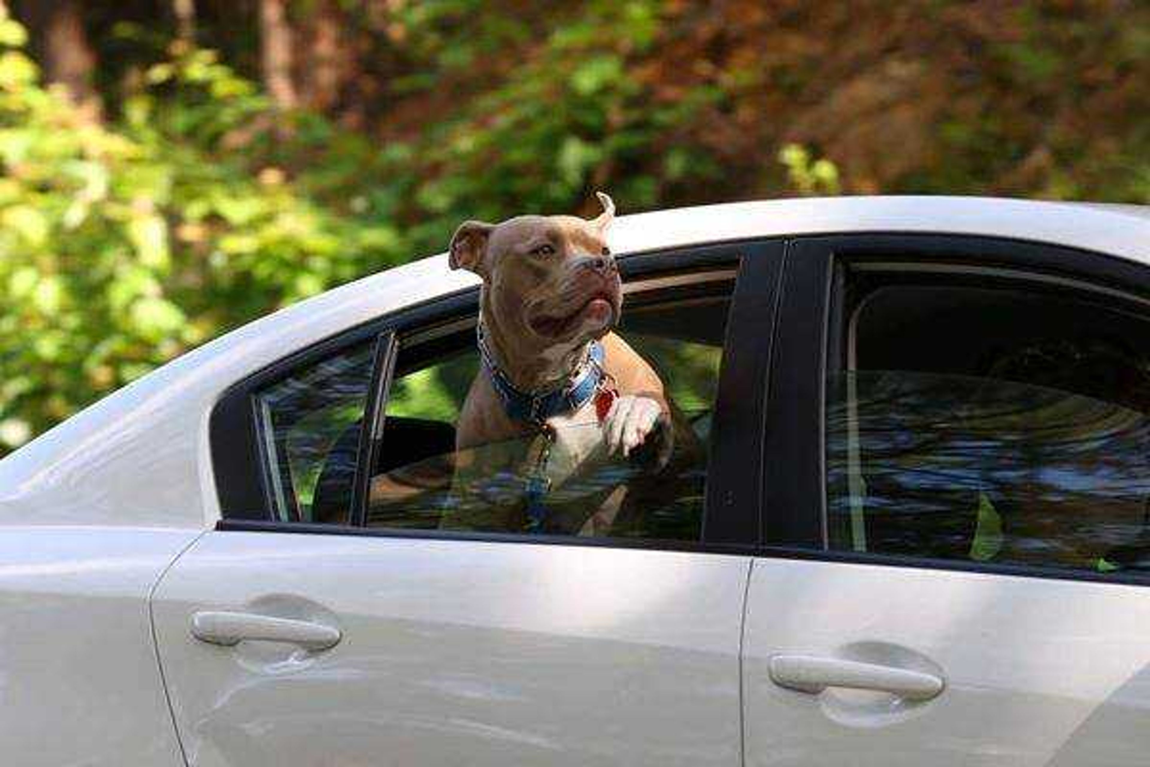 Hanging 10 on the Dragon's Tail in the Smokey Mountains&nbsp; -&nbsp; This is Carlos.&nbsp; We got him from the Humane Society 3 years ago. He loves going anywhere just as long as he gets to go!