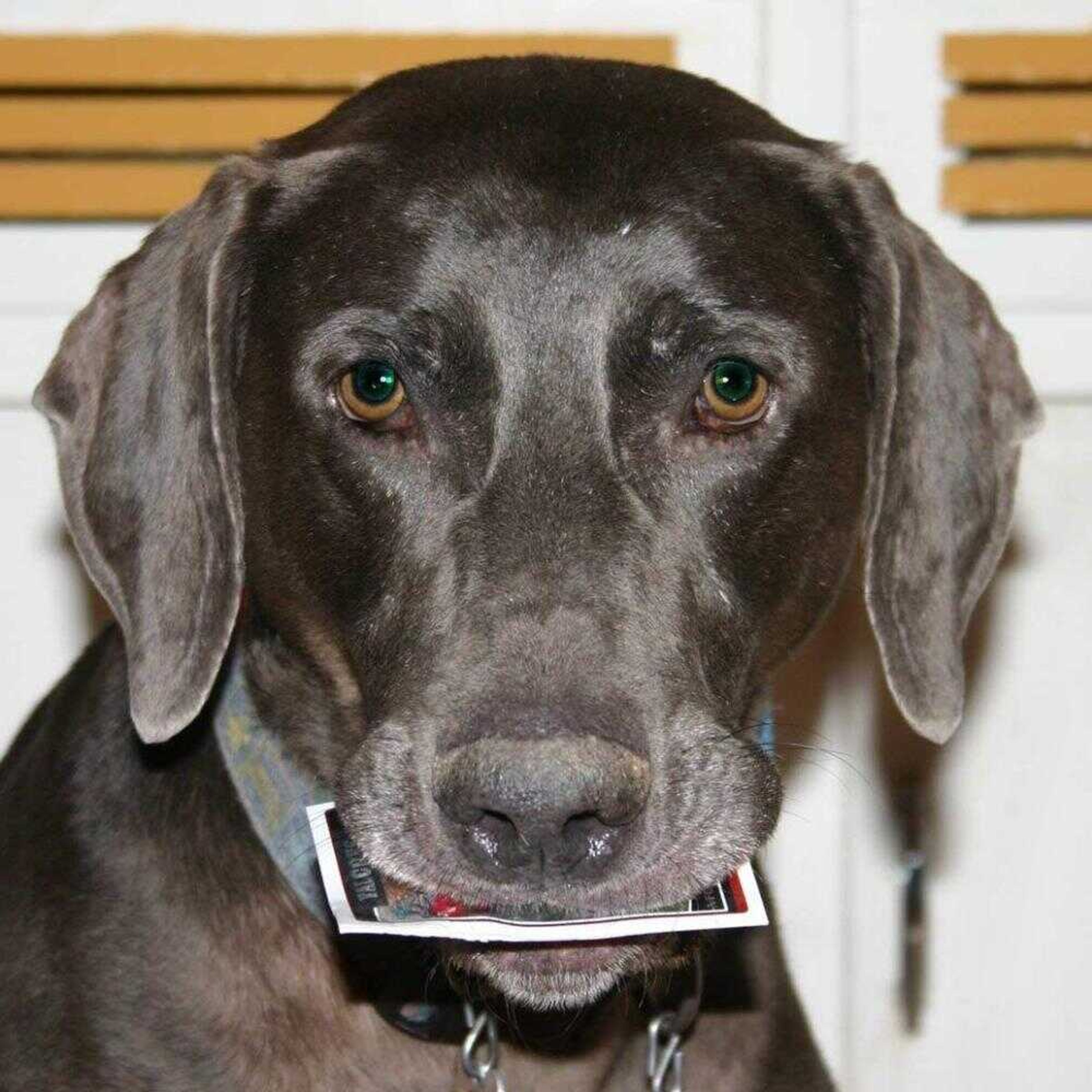 Monte, a 6-year-old Weimaraner, chewed on a Michael Vick football card. Rochelle Steffen is selling the chewed-up cards on eBay as statement against Vick's actions. (Submitted photo)