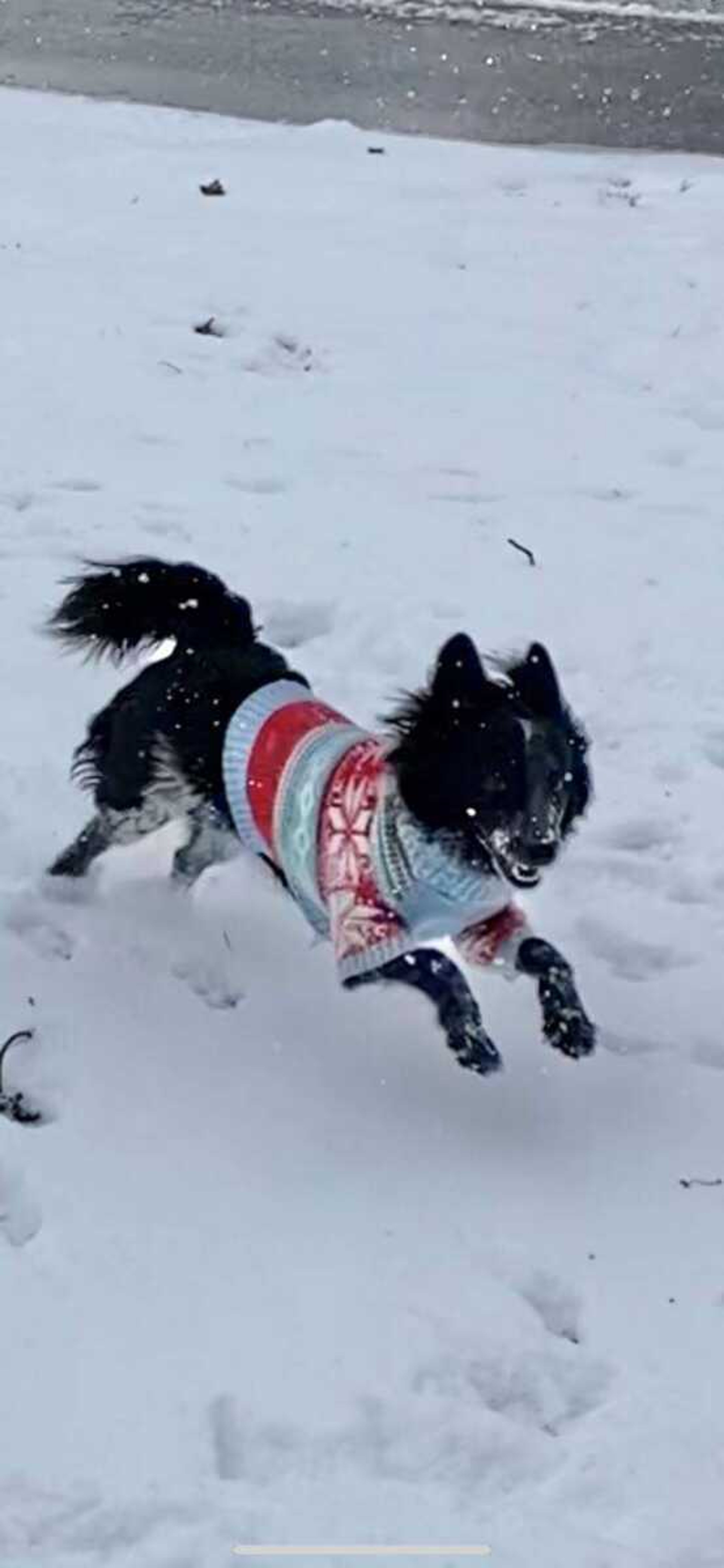 Smokie - Smokie's first snow day, and boy did he love it!