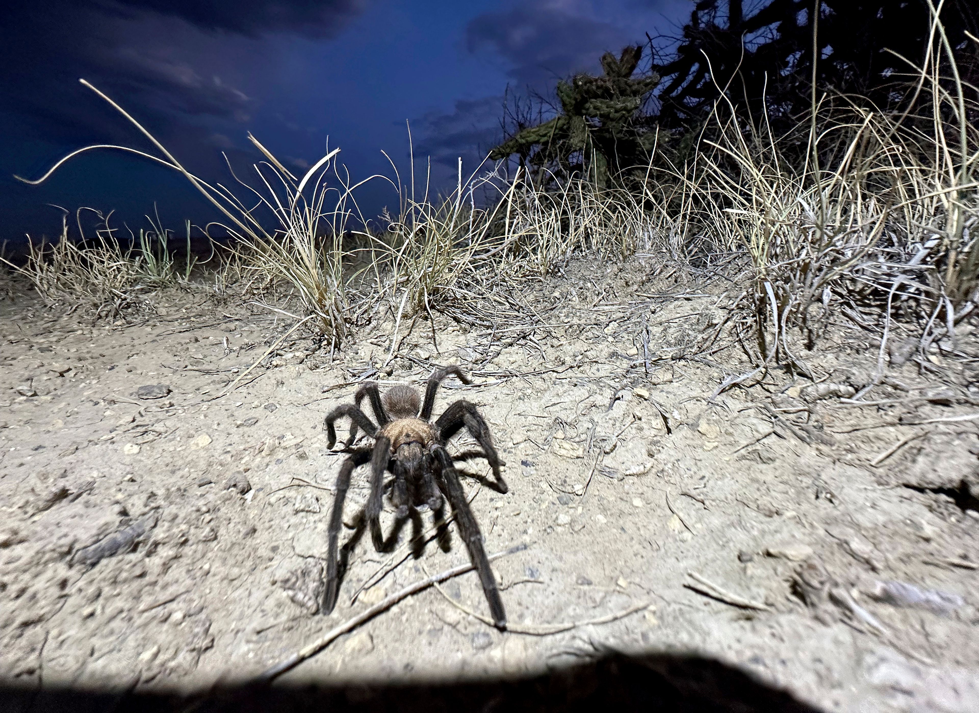 A male tarantula looks for a mate on the plains near La Junta, Colo., on Friday, Sept. 27, 2024. (AP Photo/Thomas Peipert)