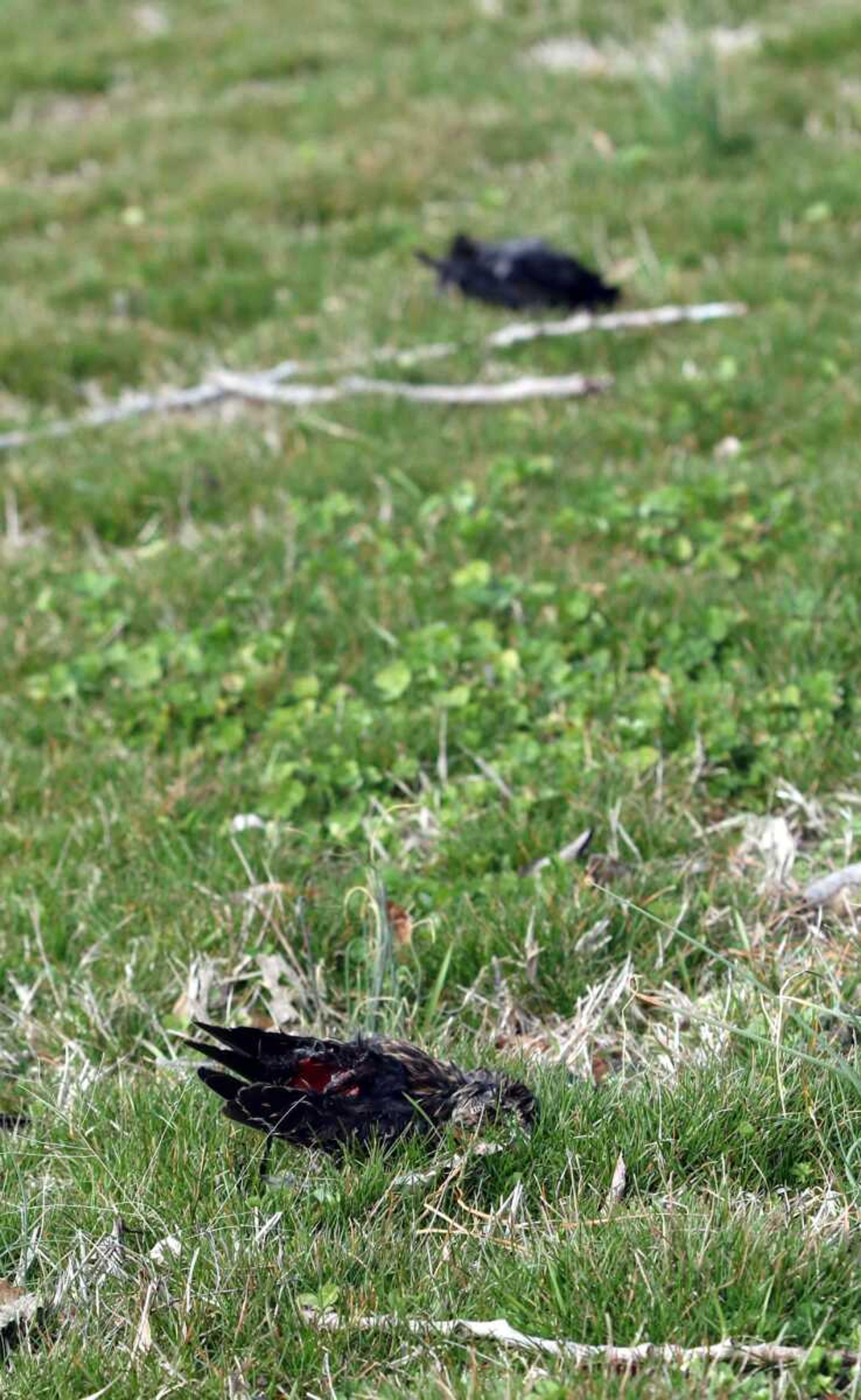 Dead birds are seen Tuesday along Wakefield Avenue in Sikeston, Missouri. Weather is being blamed for the large number of dead birds found on the west end of Sikeston after Sunday night's storm.