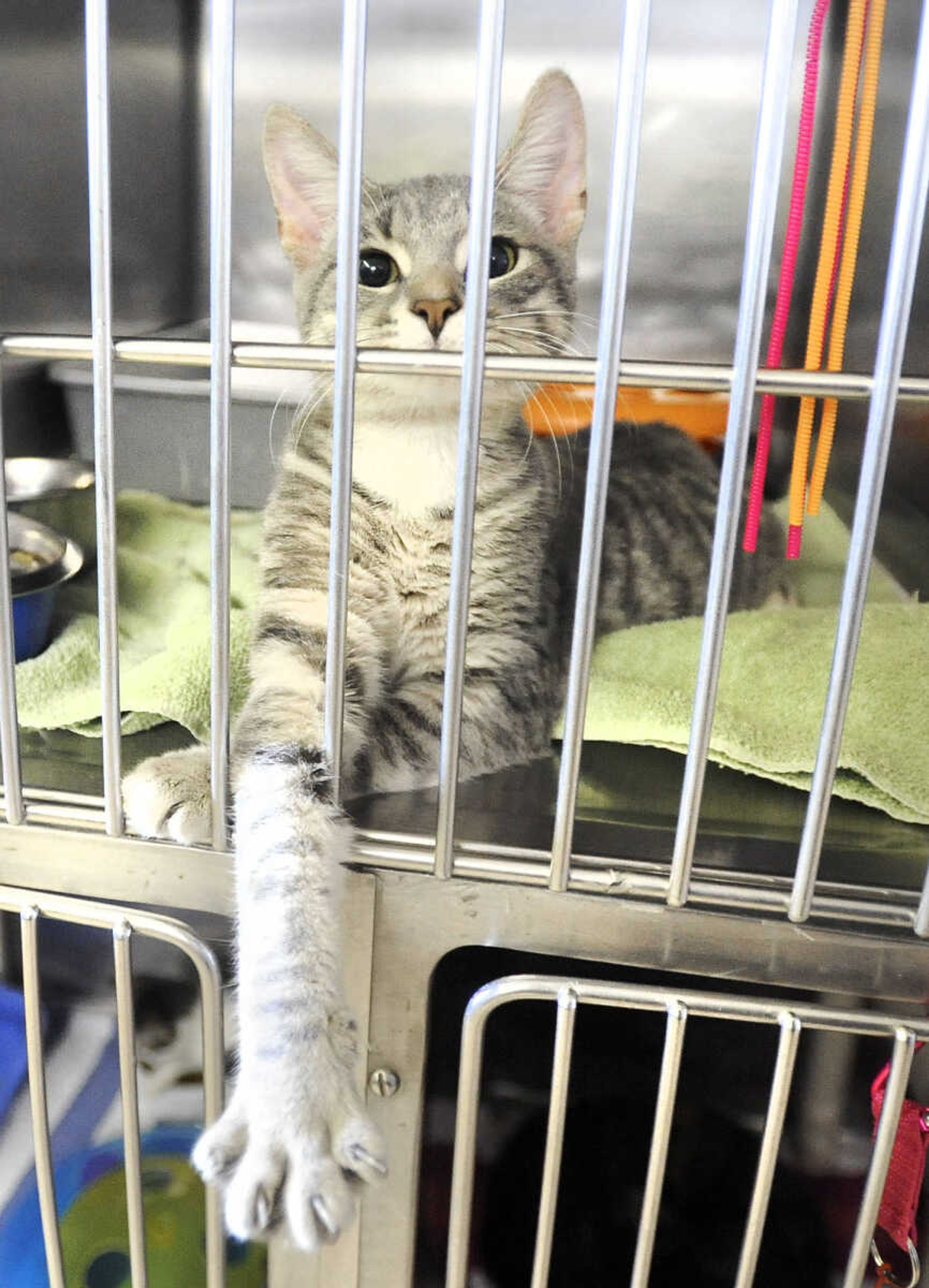 LAURA SIMON ~ lsimon@semissourian.com

Cats available for adoption are seen, Thursday, Oct. 15, 2015, at the Humane Society of Southeast Missouri in Cape Girardeau.