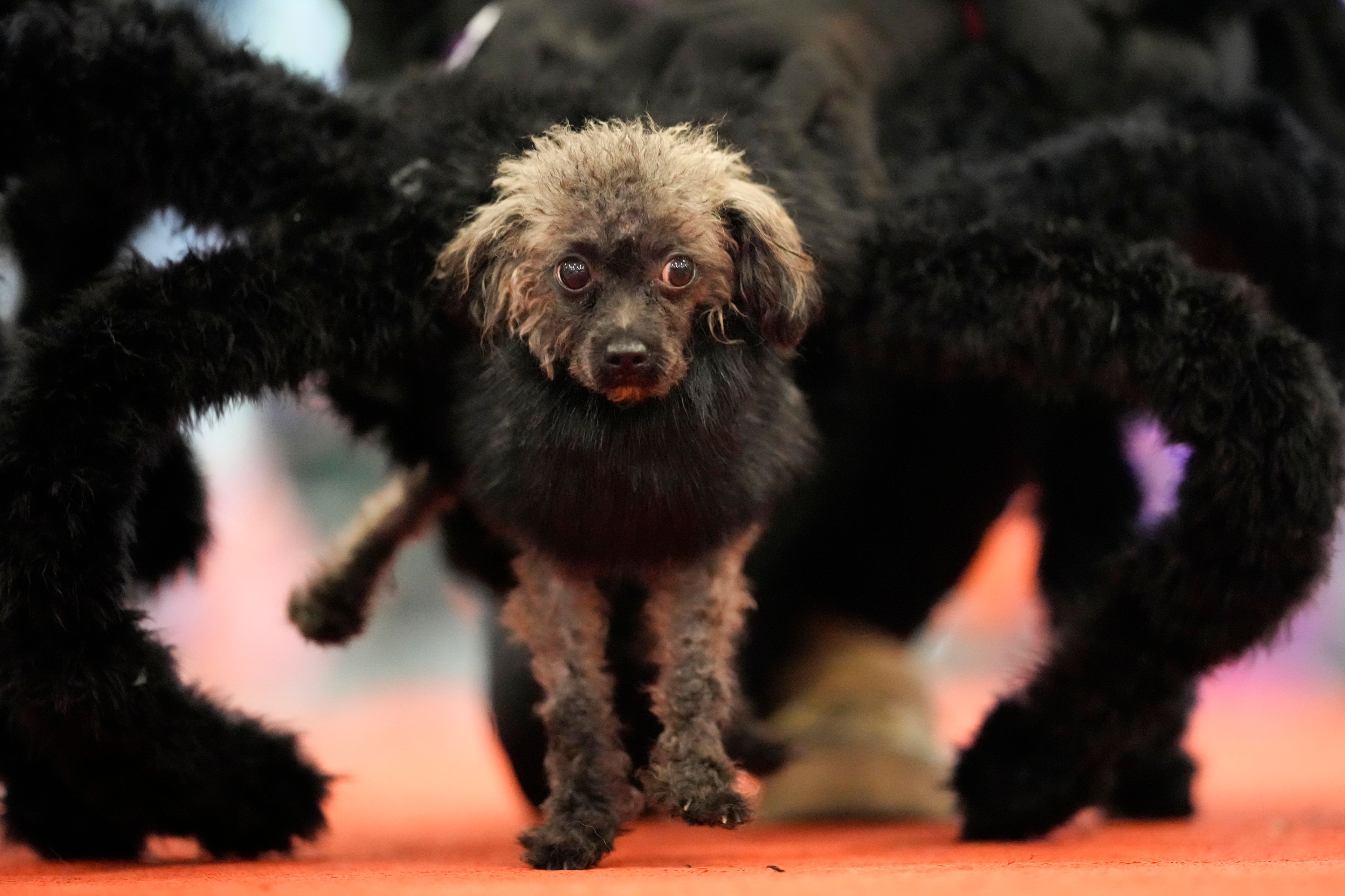 Harry, a 6-year-old poodle, walks wearing a spider costume during a Halloween pet party at a mall in Valenzuela city, Philippines on Saturday, Oct. 19, 2024. (AP Photo/Aaron Favila)