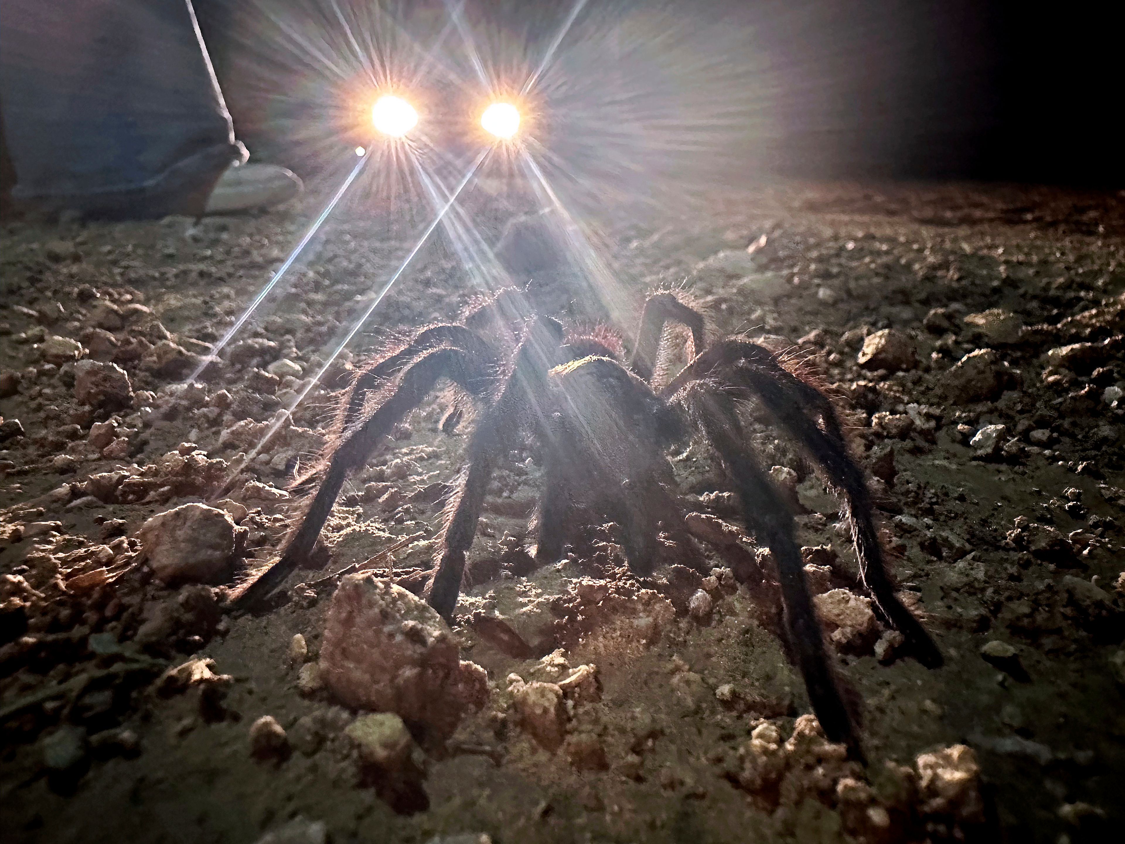 Car headlights shine on a male tarantula looking for a mate on the plains near La Junta, Colo., Friday, Sept. 27, 2024. (AP Photo/Thomas Peipert)