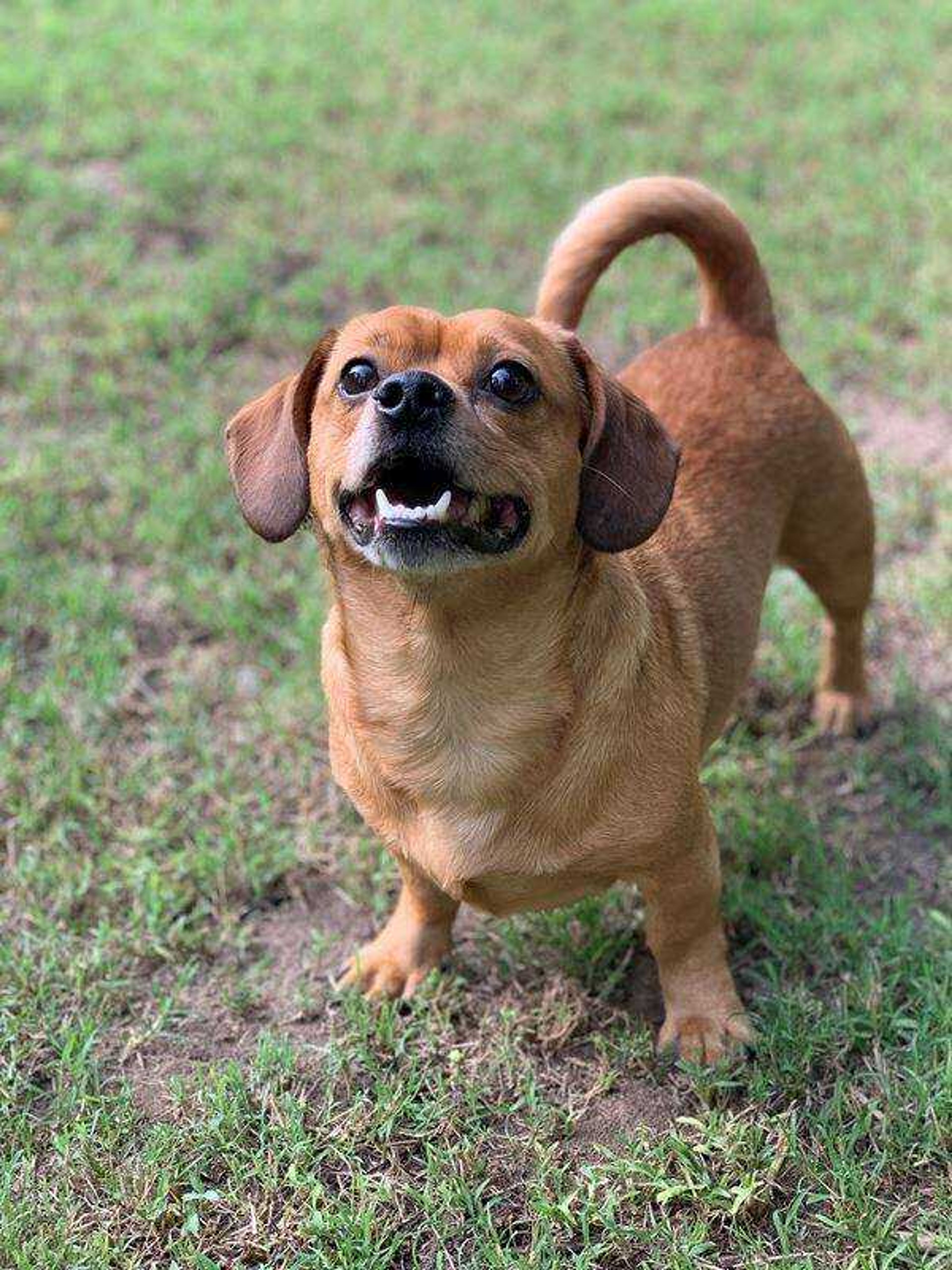 Marley -&nbsp;Marley is 6 years old. He loves to play and be outside. He is a mix of Pomeranian and Dachshund as far as we know. DoesnвЂ™t matter to me, as he is so adorable and loving.