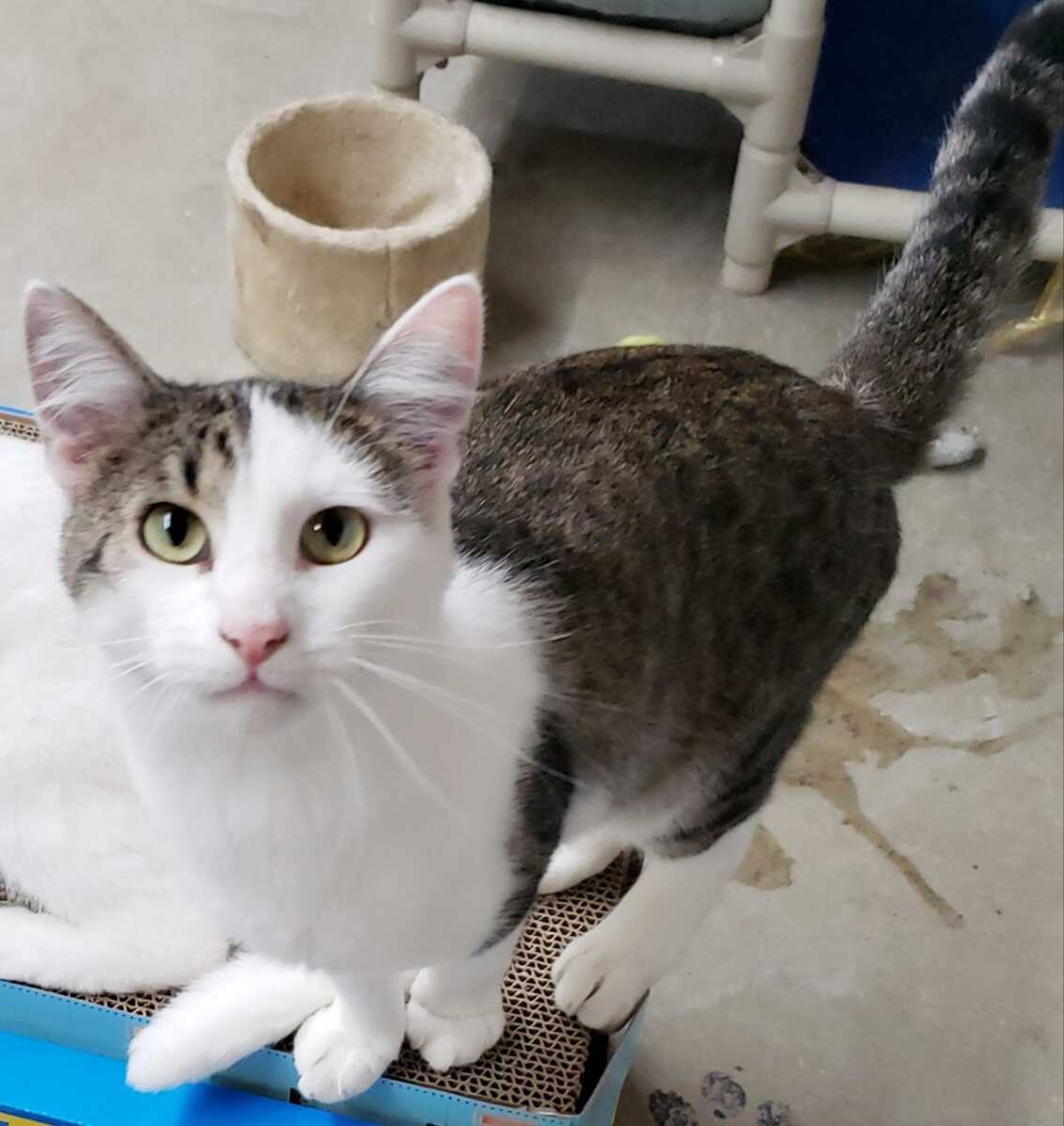 This lovable and playful little guy is Lux. He is less than a year old and is a Siamese mix. All he needs is a great home. If you are ready for a rewarding experience, come see us at Safe Harbor. Call (573) 243-9823.