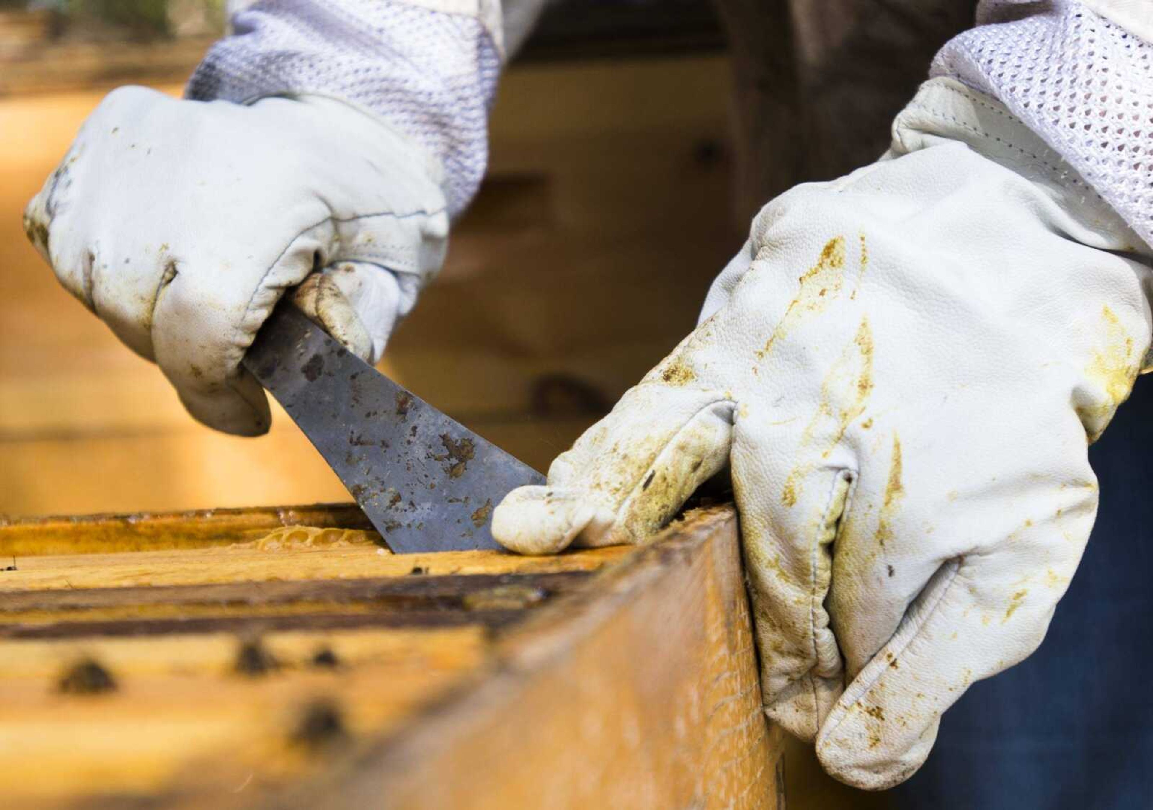 Carmen McNeely removes the top from one of her beehives Oct. 17, 2017 at her home in Fruitland.