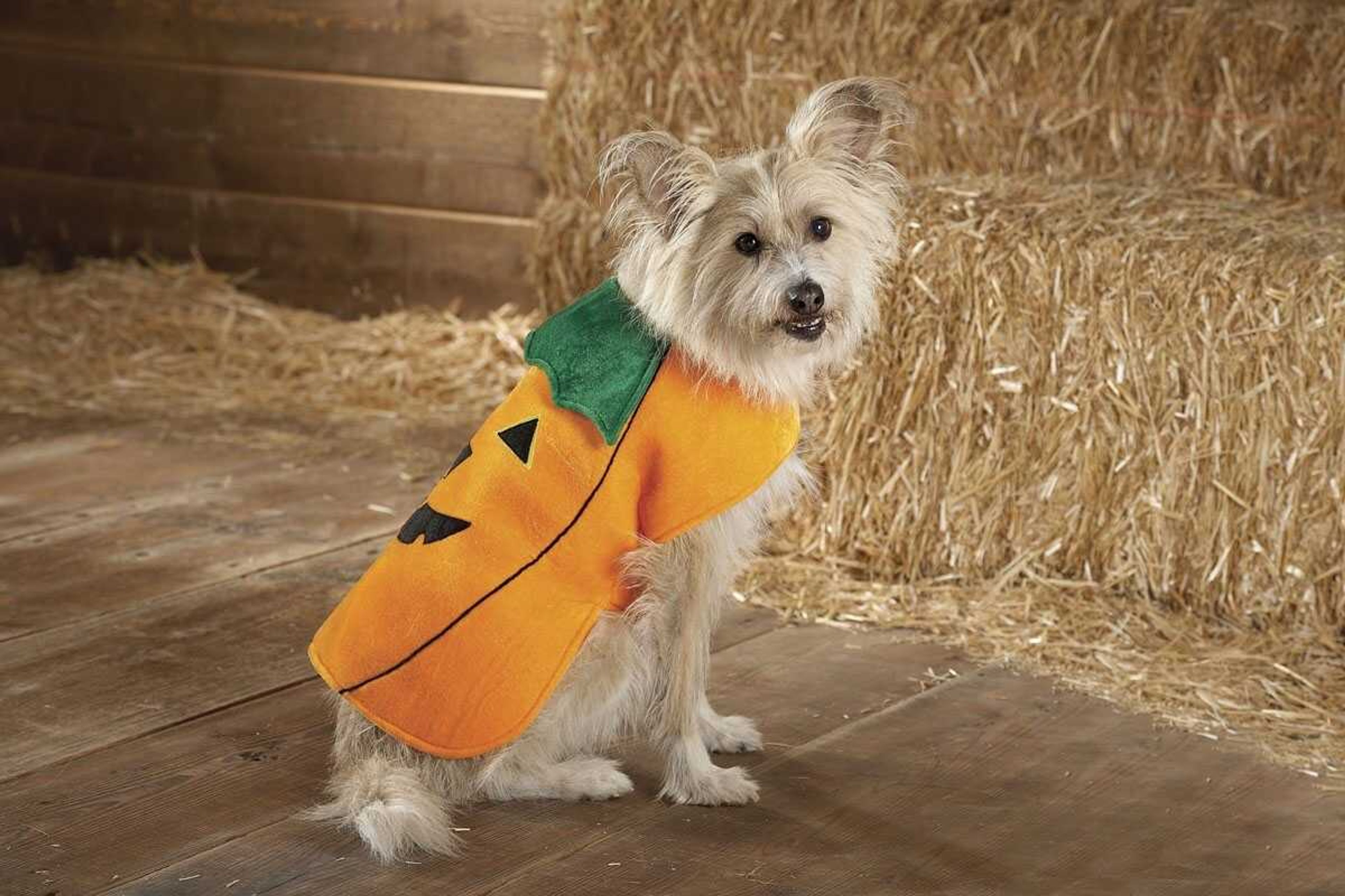 Pet owners will dress up millions of dogs this month for Halloween parades, parties, pictures, contests or candy hunts. (PetSmart)