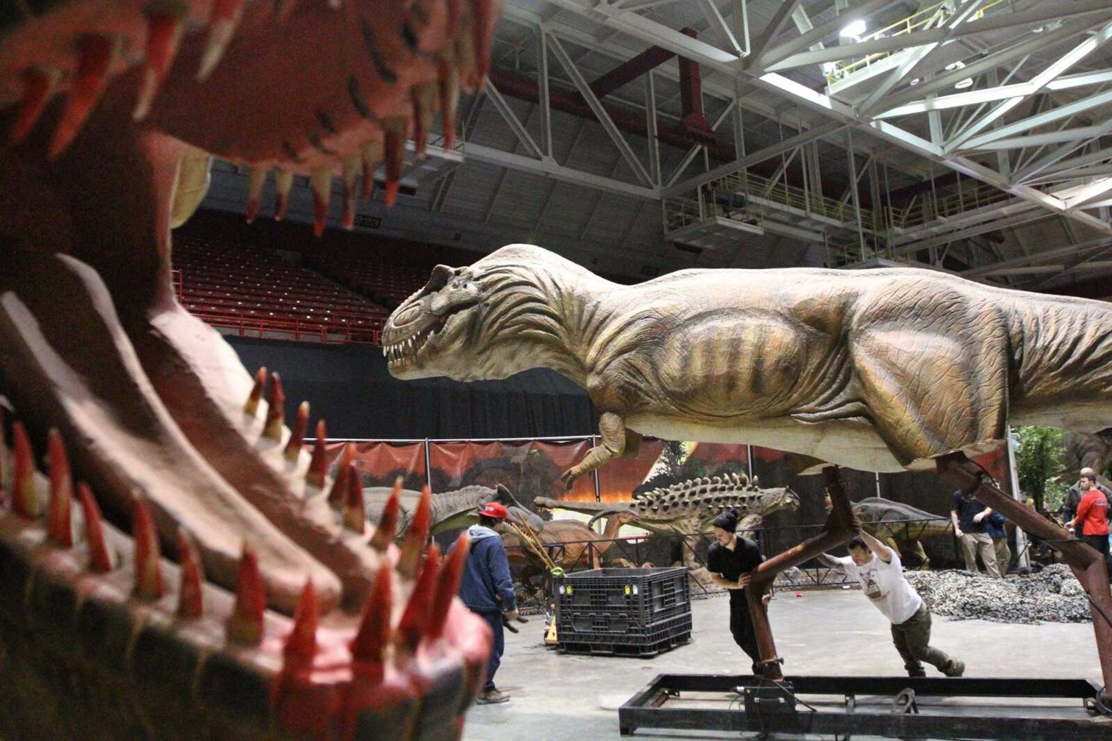 Crew members of Jurassic Quest move a Tyrannosaurus rex into place Jan. 23, 2015, at the Show Me Center. Jurassic Quest features more than 80 animatronic dinosaurs and events. The show runs from 3 to 8 p.m. today, from 9 a.m. to 8 p.m. Saturday and from 9 a.m. to 7 p.m. Sunday.