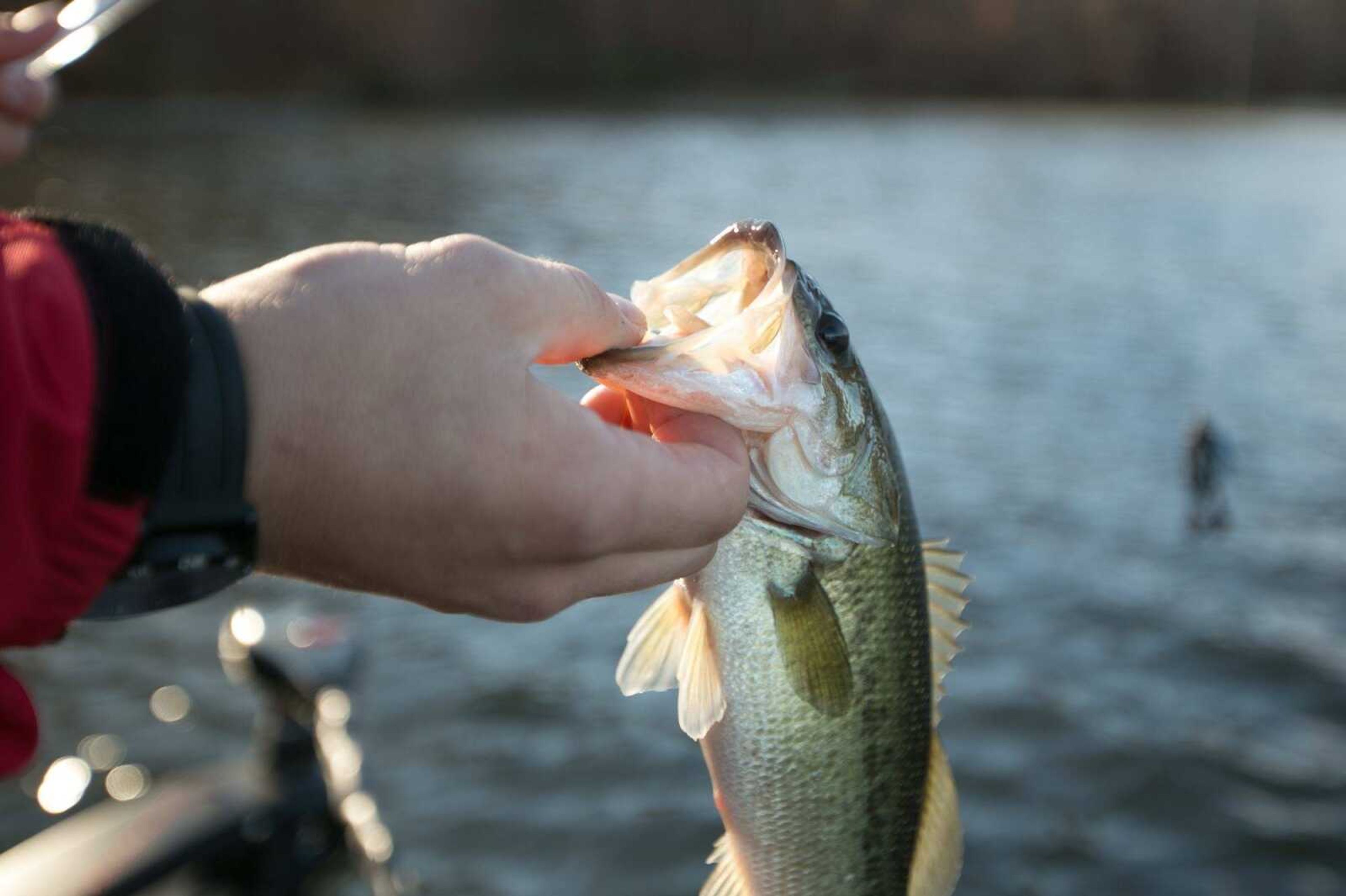 Luke Brozovich, a member of the Southeast Missouri State Bass Anglers club holds up a largemouth bass he caught on Kinkaid Lake in Illinois Wednesday, Nov. 18, 2015. (Glenn Landberg)