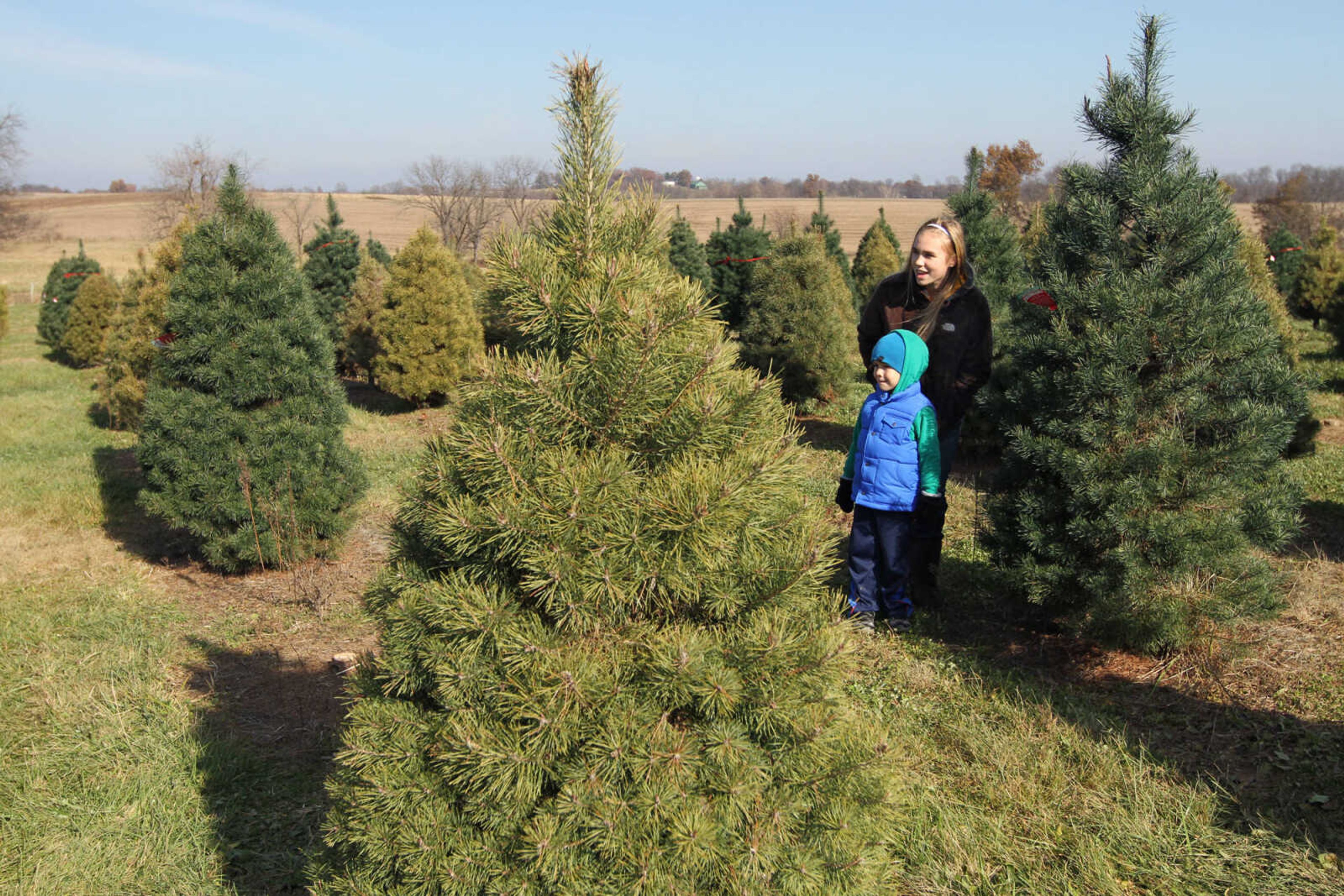 GLENN LANDBERG ~ glandberg@semissourian.com

Mallory Meystedt walks with her cousin, Clark Summers looking for a Christmas tree at Meier Horse Shoe Pines in Jackson Friday, Nov. 28, 2014.