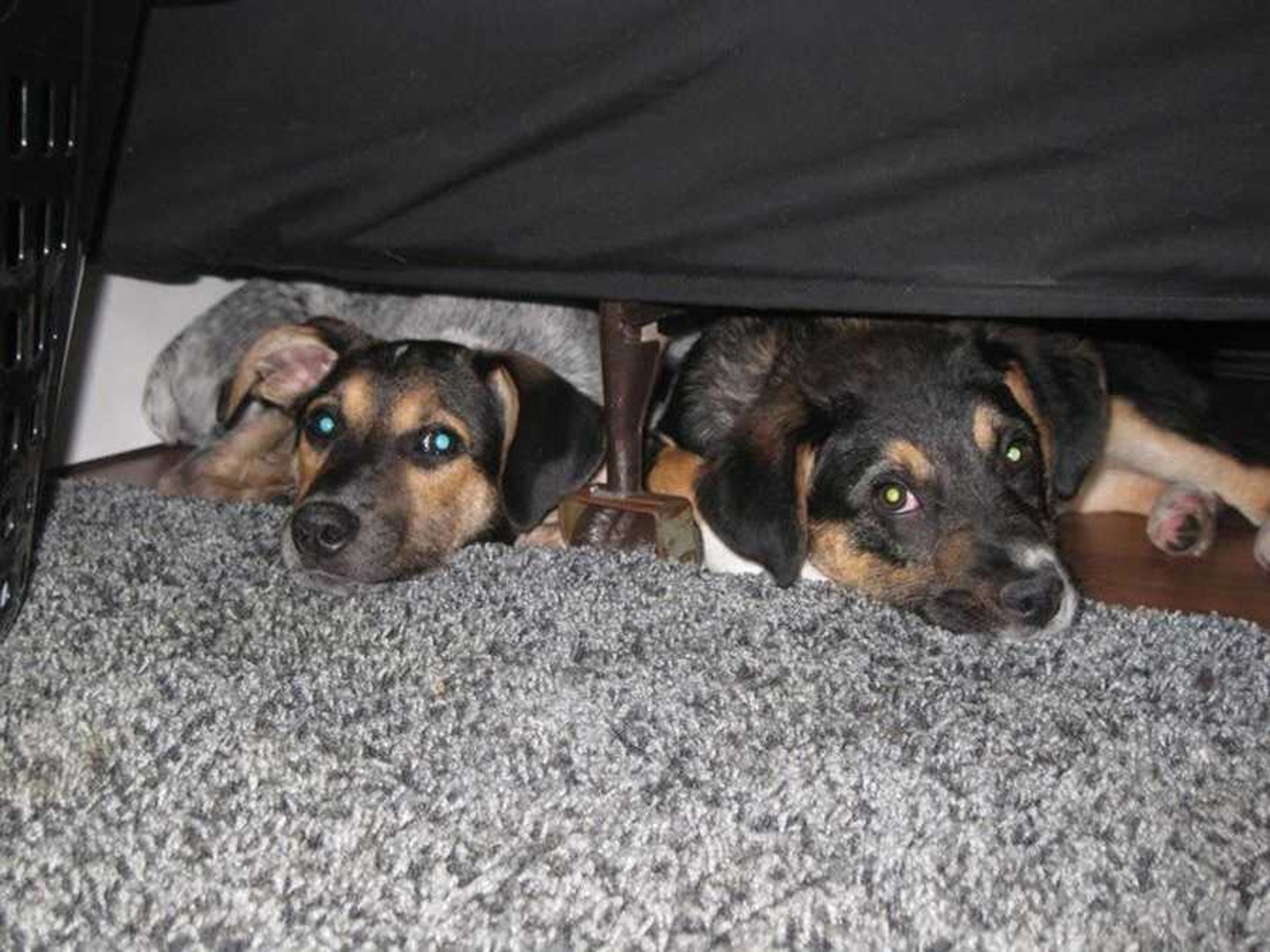 Pet names: Chloe and Snooki<br>Owner: Andy Weiss<br>Favorite activity: Hanging out under the bed and hiding toys