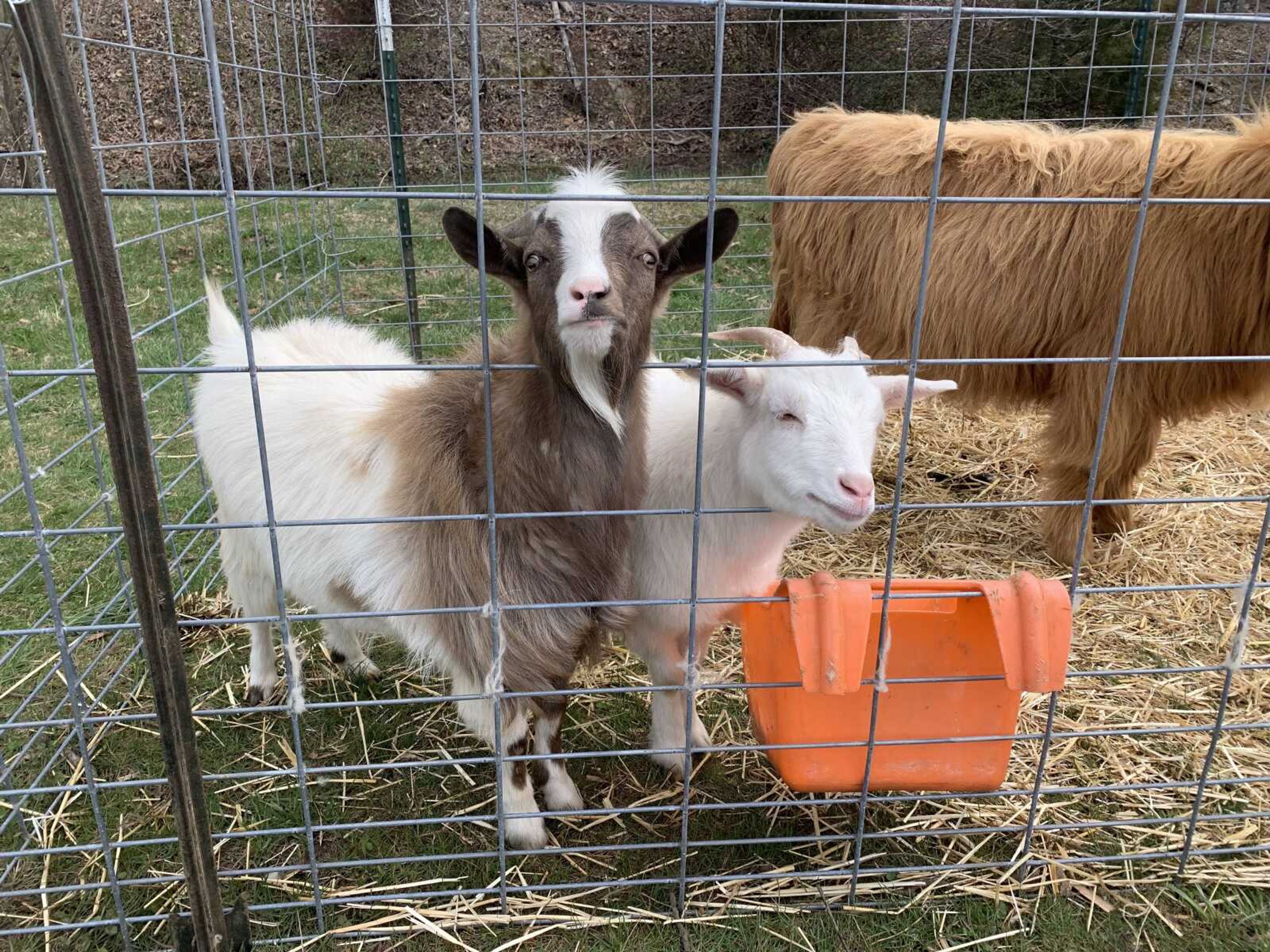 The Crowley's goats Nikki and Stevie greeted guests who attended Mesta Meadow's Fiber Festival and enjoyed visitor's petting them throughout the day.&nbsp;