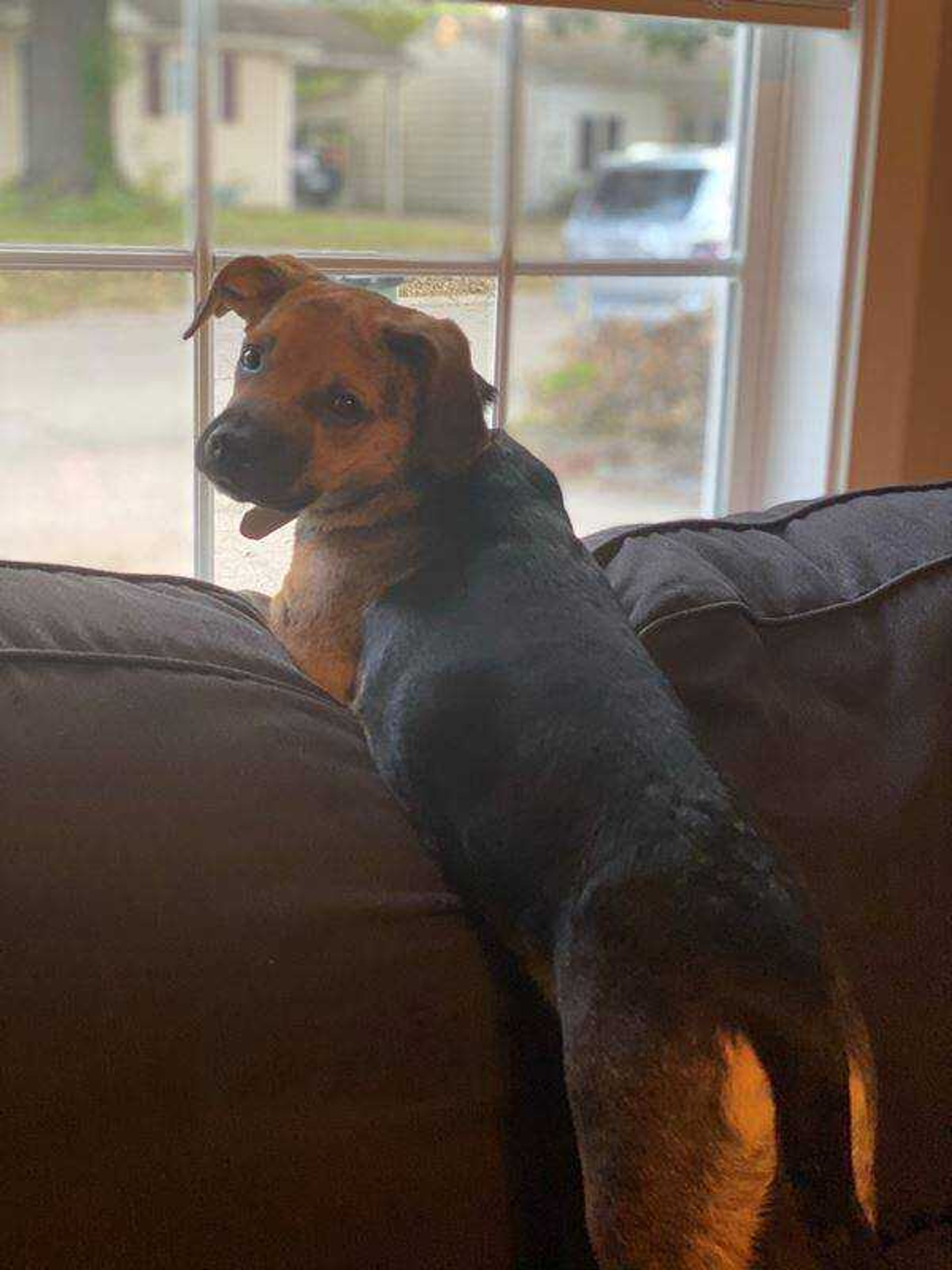 Always on Neighborhood Watch&nbsp; -&nbsp; Moose a German Shepard/beagle mix almost 2 year old! His favorite things include: watching squirrels, chasing squirrels, thinking about squirrels, and protecting his house from squirrels. He takes his work very seriously. He is a great big brother, loves snuggles, walkies, and treat treats. I hope you think he is a cute as we do!