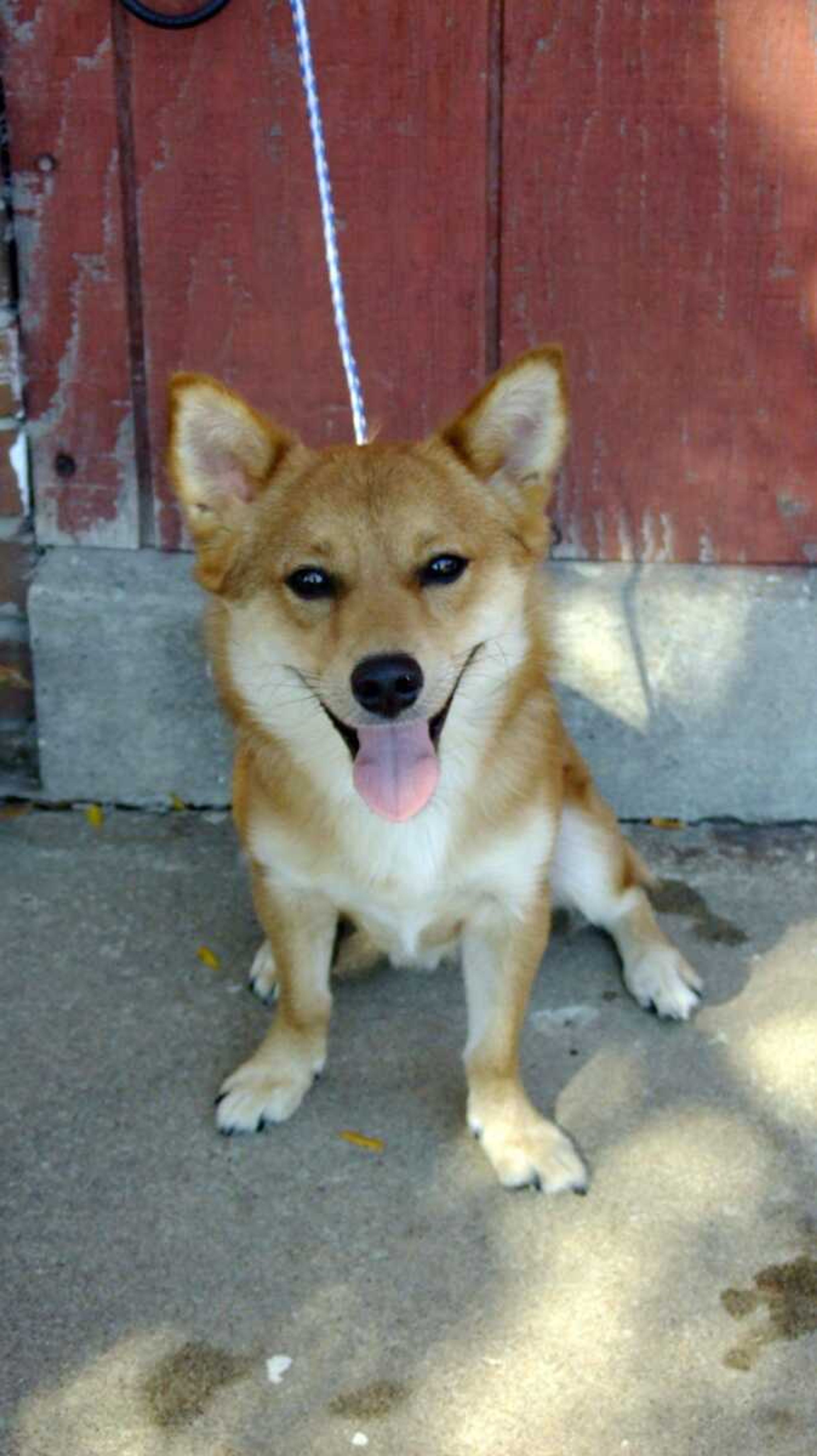 Tamale is a 4 year old Corgi mix. He is available for adoption at The Humane Society 334-5837.