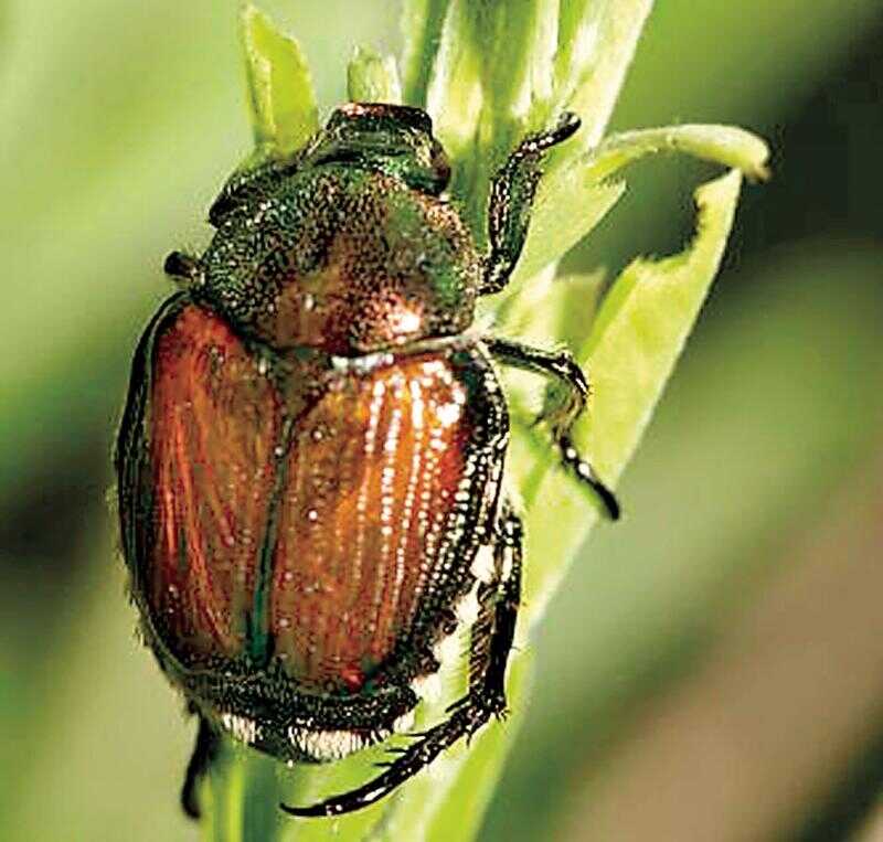 Voracious Insect Meet the beetles! Get to know Japan's voracious insect