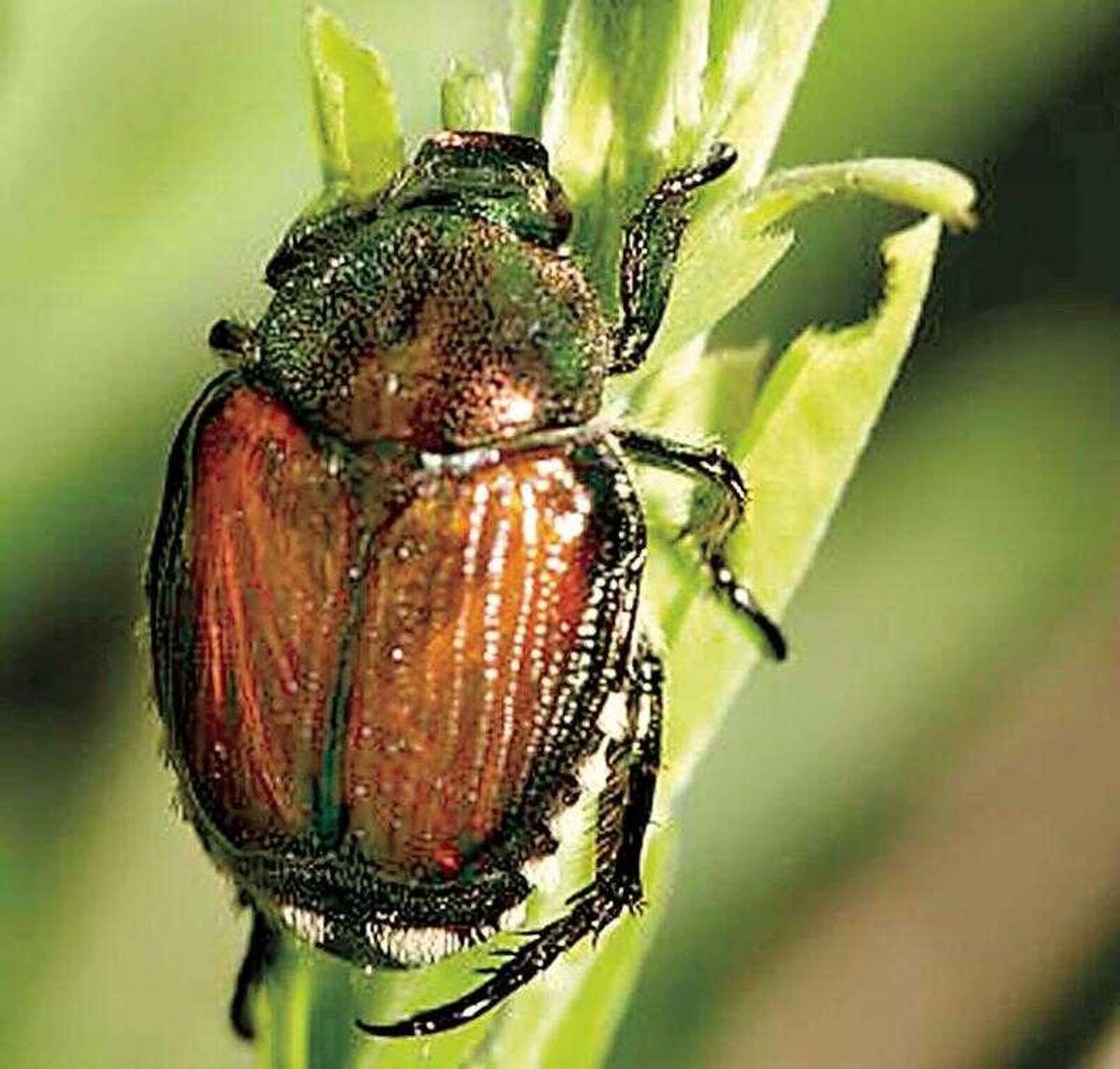 Japanese Insect Meet the beetles! Get to know Japan's voracious insect