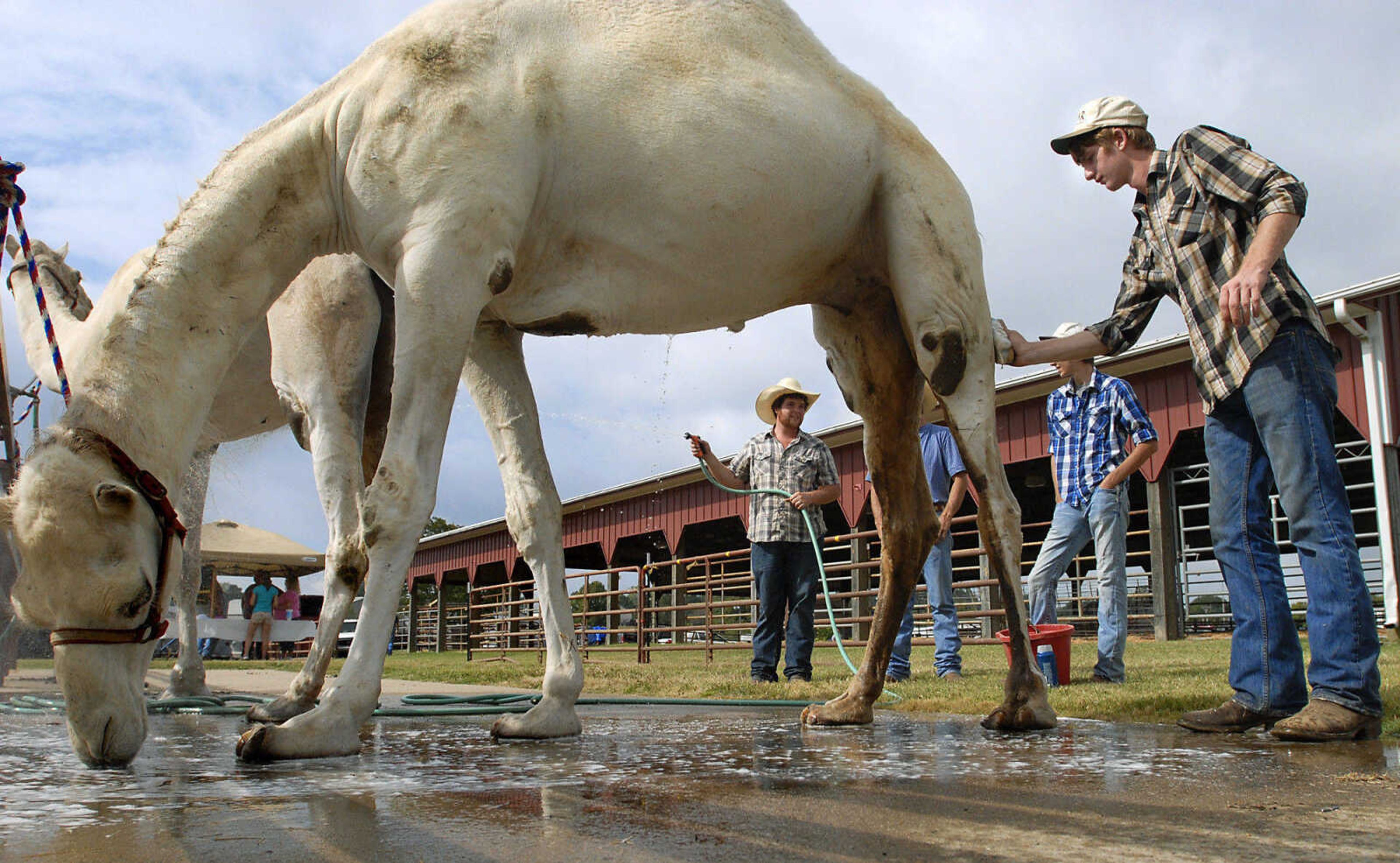 KRISTIN EBERTS ~ keberts@semissourian.com

From left, Cody Phillips, Tim Emerson, Lance Borneman and Geoff Myers give a bath to camels Dude, foreground, and Spike, background, before opening the 5-H Ranch camel ride booth at the SEMO District Fair on Saturday, Sept. 10, 2011.