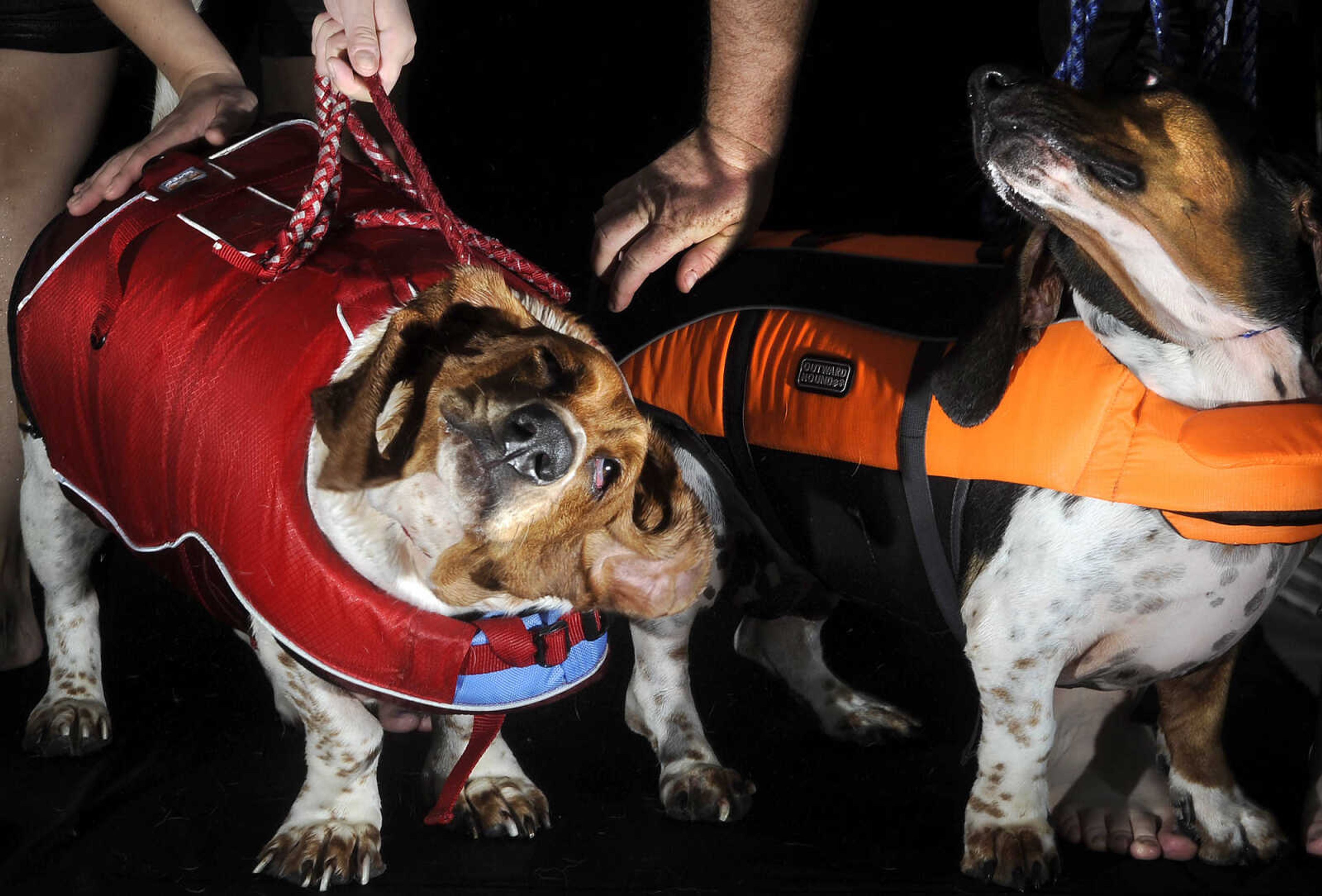 LAURA SIMON ~ lsimon@semissourian.com

Doggy Swim Day at Cape Splash, Sunday, Sept. 27, 2015, in Cape Girardeau. Leashed dogs got to swim and play in the lazy river and swimming pools with their owners. Proceeds from event benefit the Cape Girardeau Parks and Recreation Foundation.