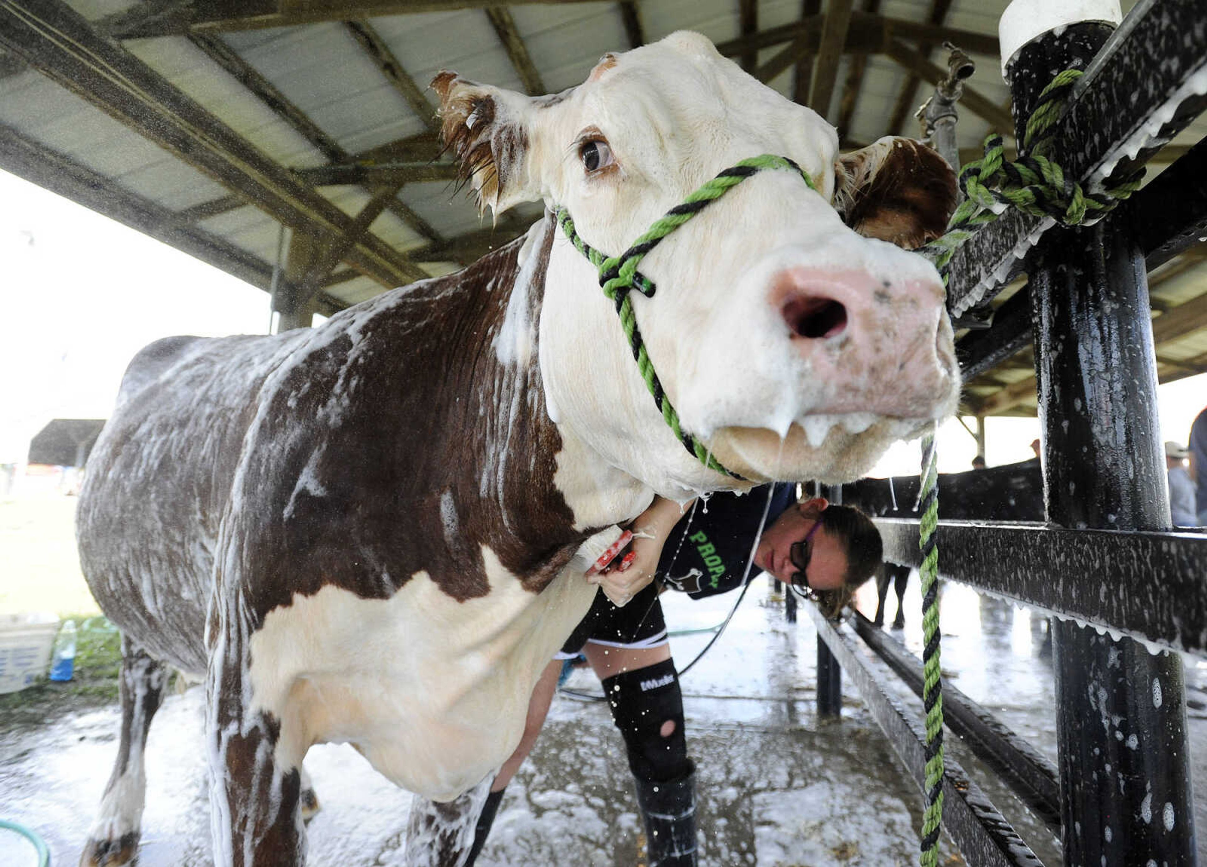 LAURA SIMON ~ lsimon@semissourian.com

Cassie Allscheid washes her hereford cow, Oaks Foxie Roxie 1207AET, on Wednesday, Sept. 14, 2016, during the SEMO District Fair at Arena Park in Cape Girardeau.