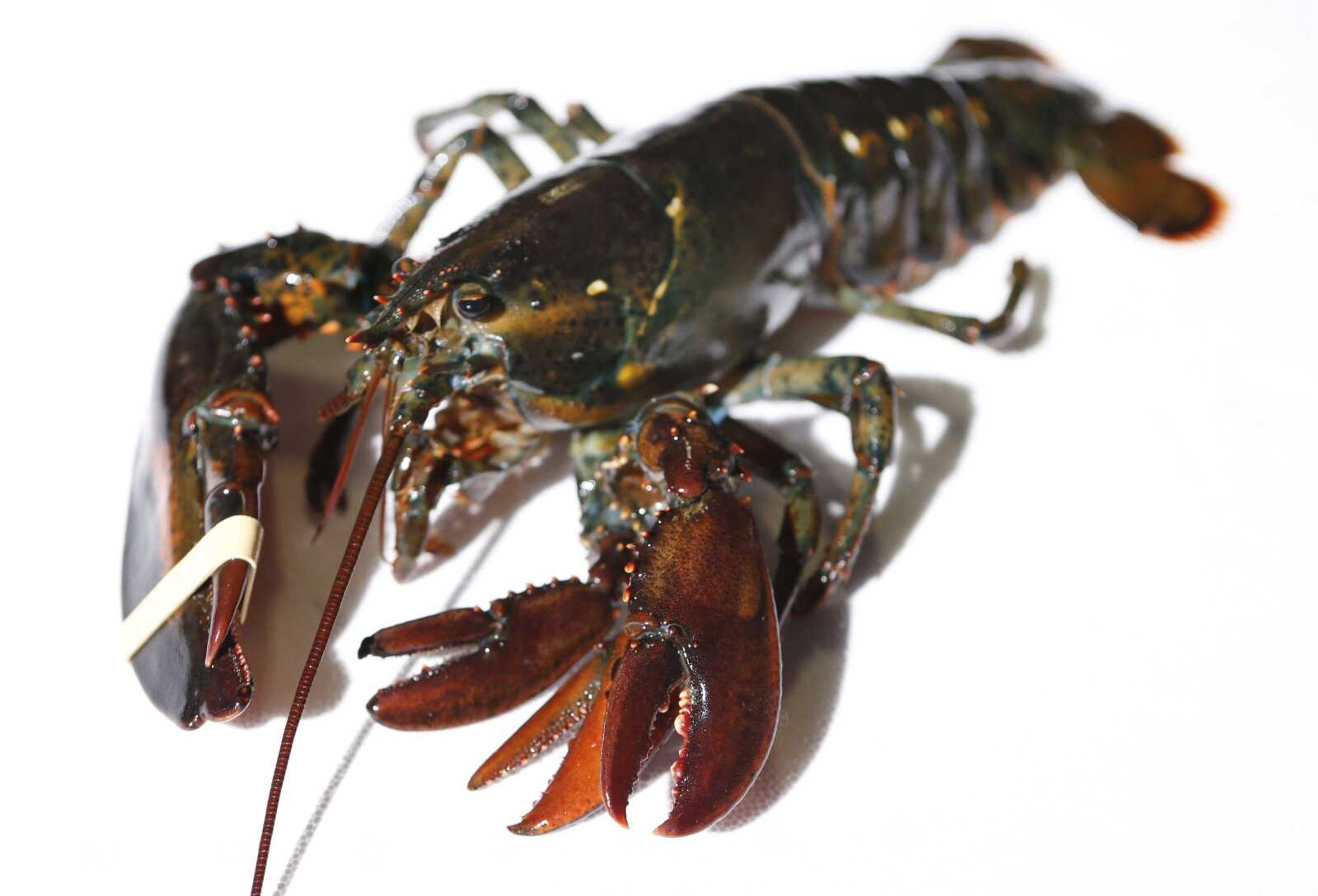 A four-clawed female lobster is seen at Ready Seafood Co. in Portland, Maine.