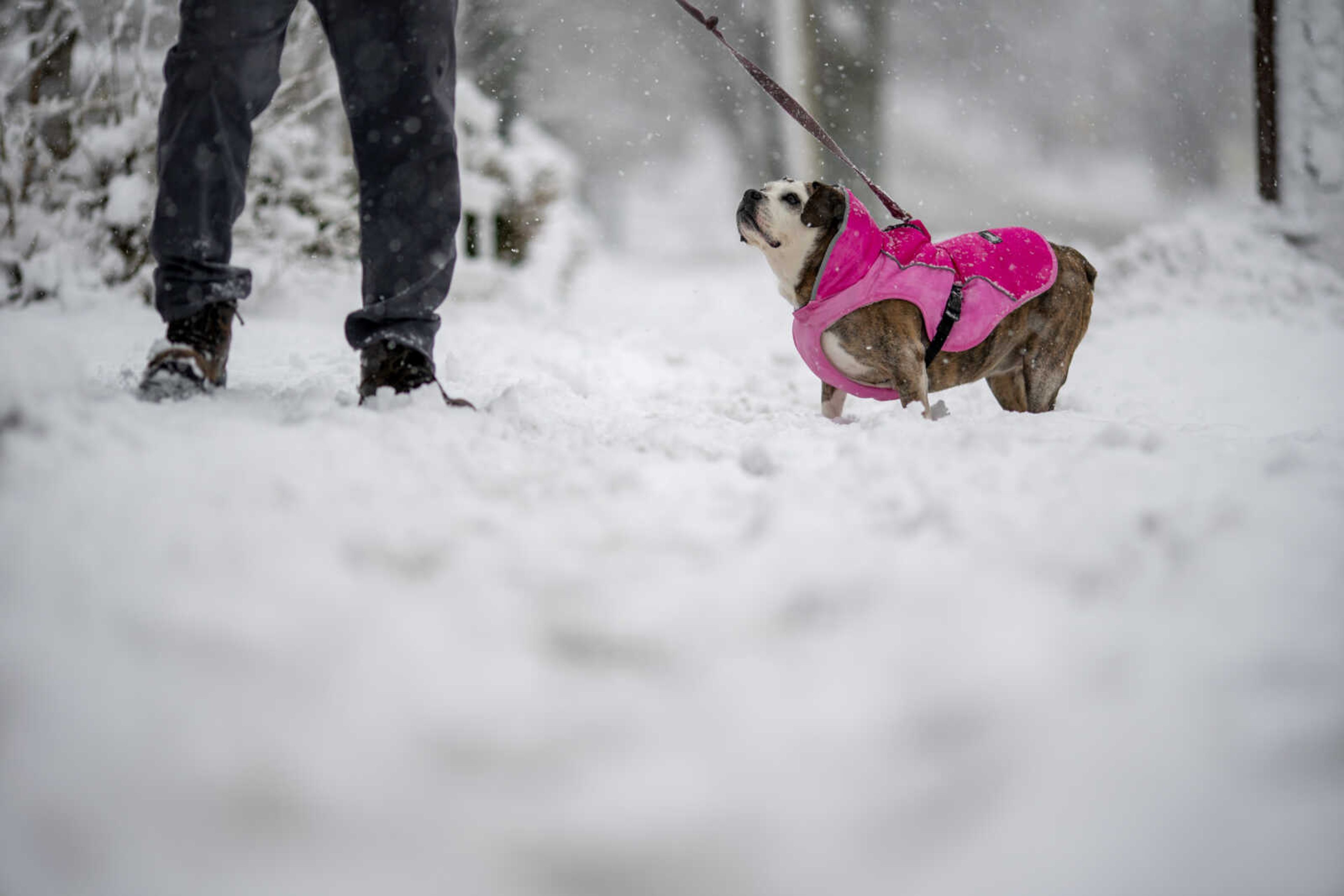 A person walks their dog through the snow Feb. 13 in Providence, Rhode Island. Pet insurance can help handle unexpected vet bills, but it won't pay for everything. Before you buy a policy, it's important to understand what it will probably cover and what it won't.