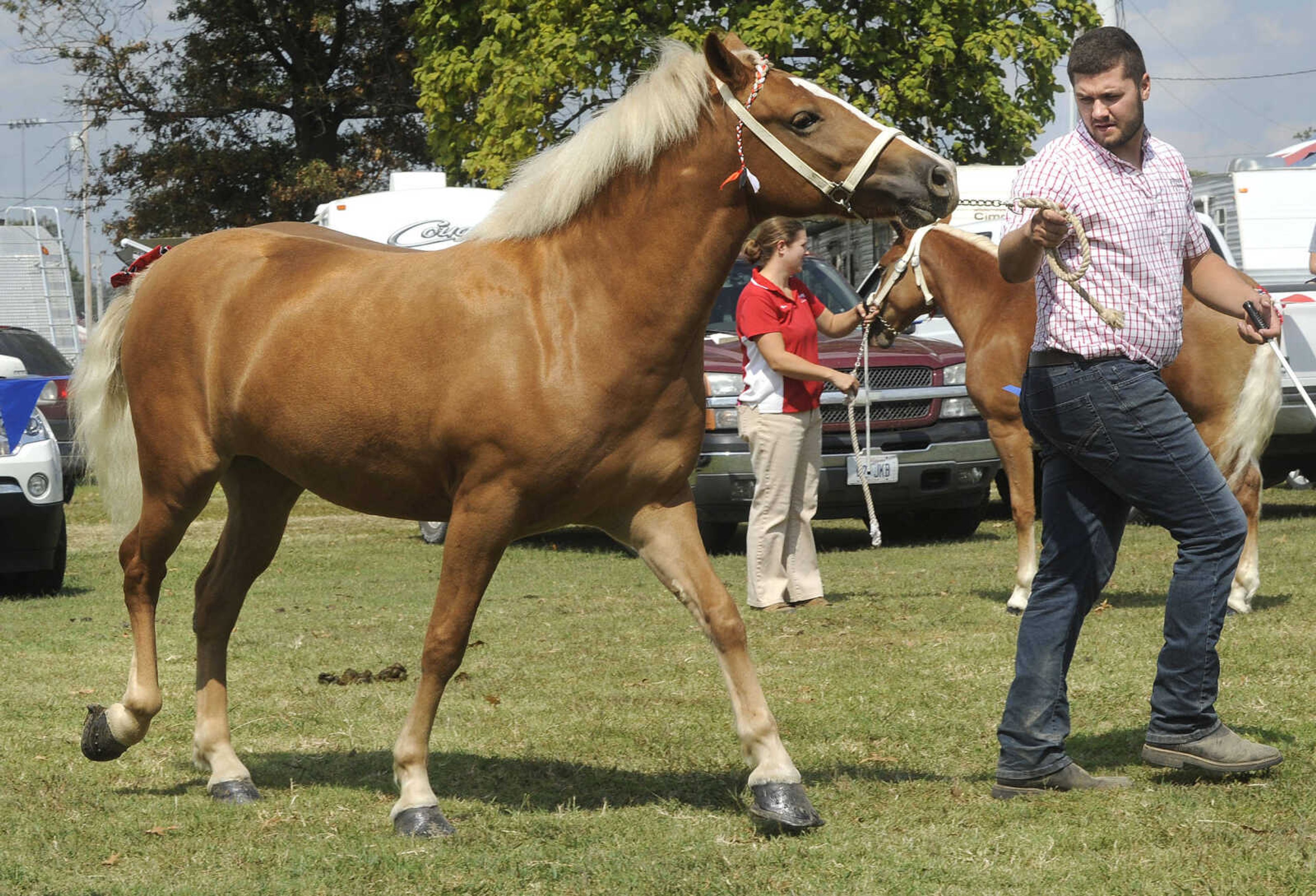 FRED LYNCH ~ flynch@semissourian.com
Garrison Mangels shows a 2-year-old mare in the draft pony competition Friday, Sept. 15, 2017 at the SEMO District Fair in Cape Girardeau.