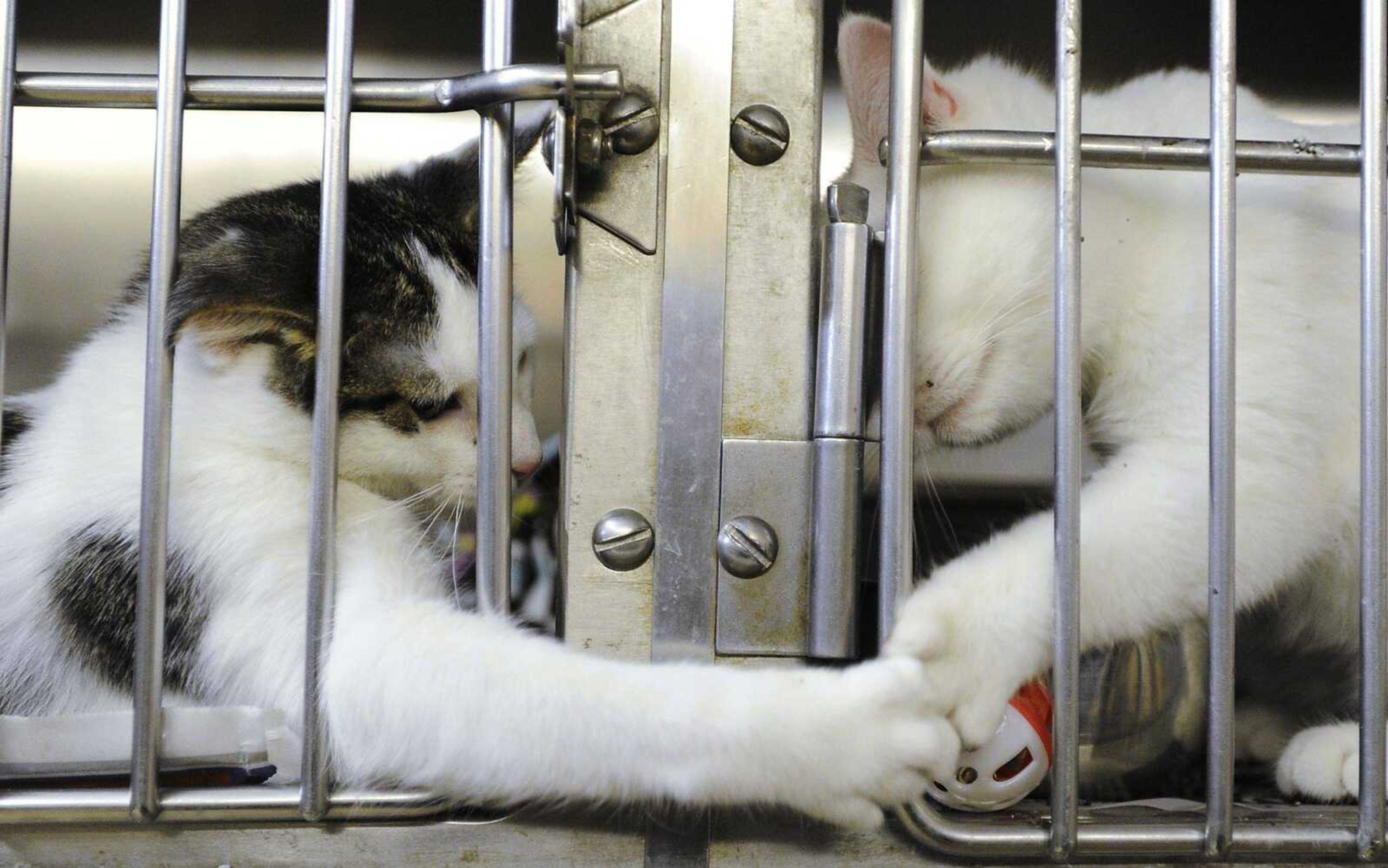 Felines Norman and Andy touch paws during a playful moment. To see more photos, visit semissourian.com.ADAM VOGLER ~ avogler@semissourian.com