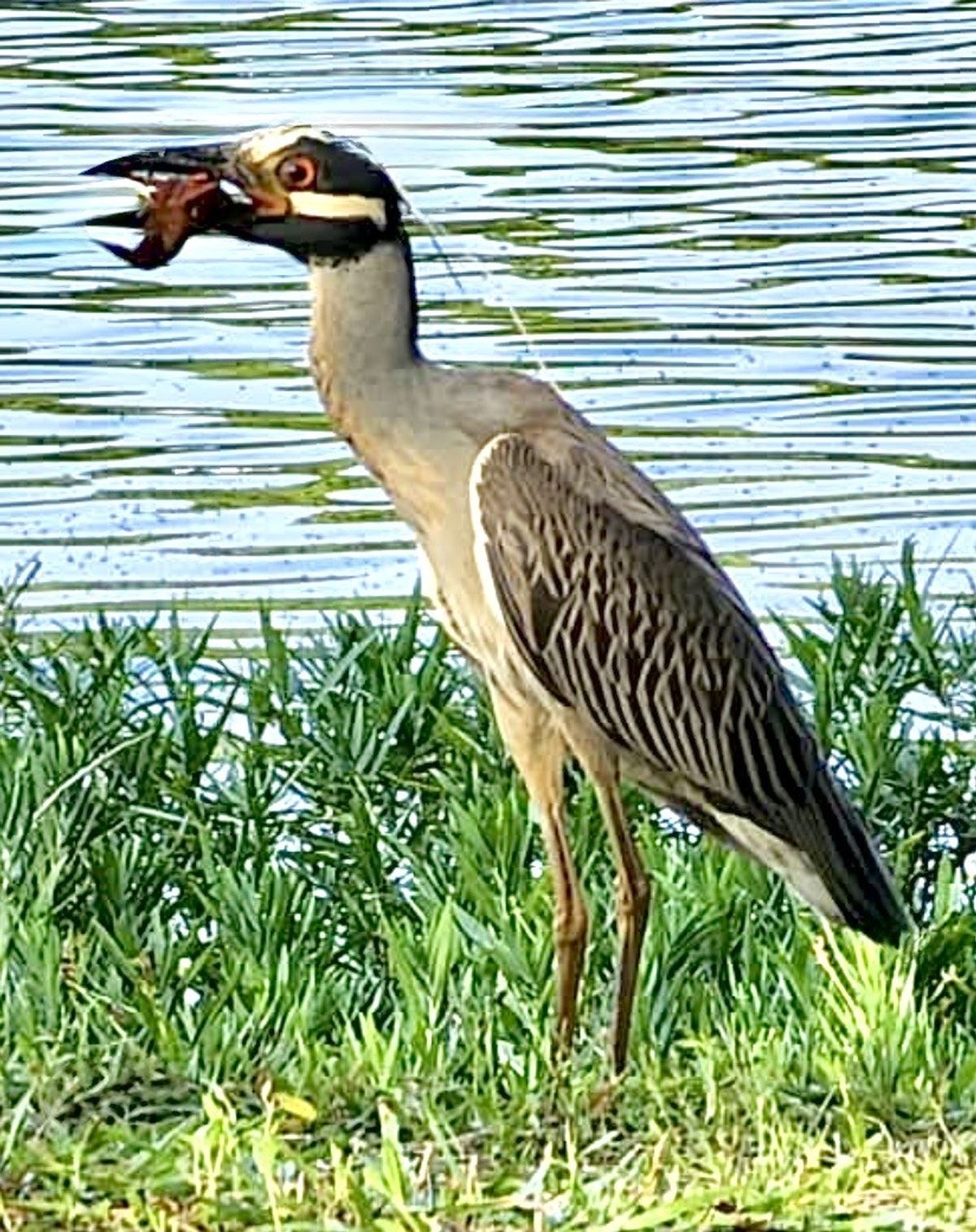 Through the Woods: Not a great blue heron