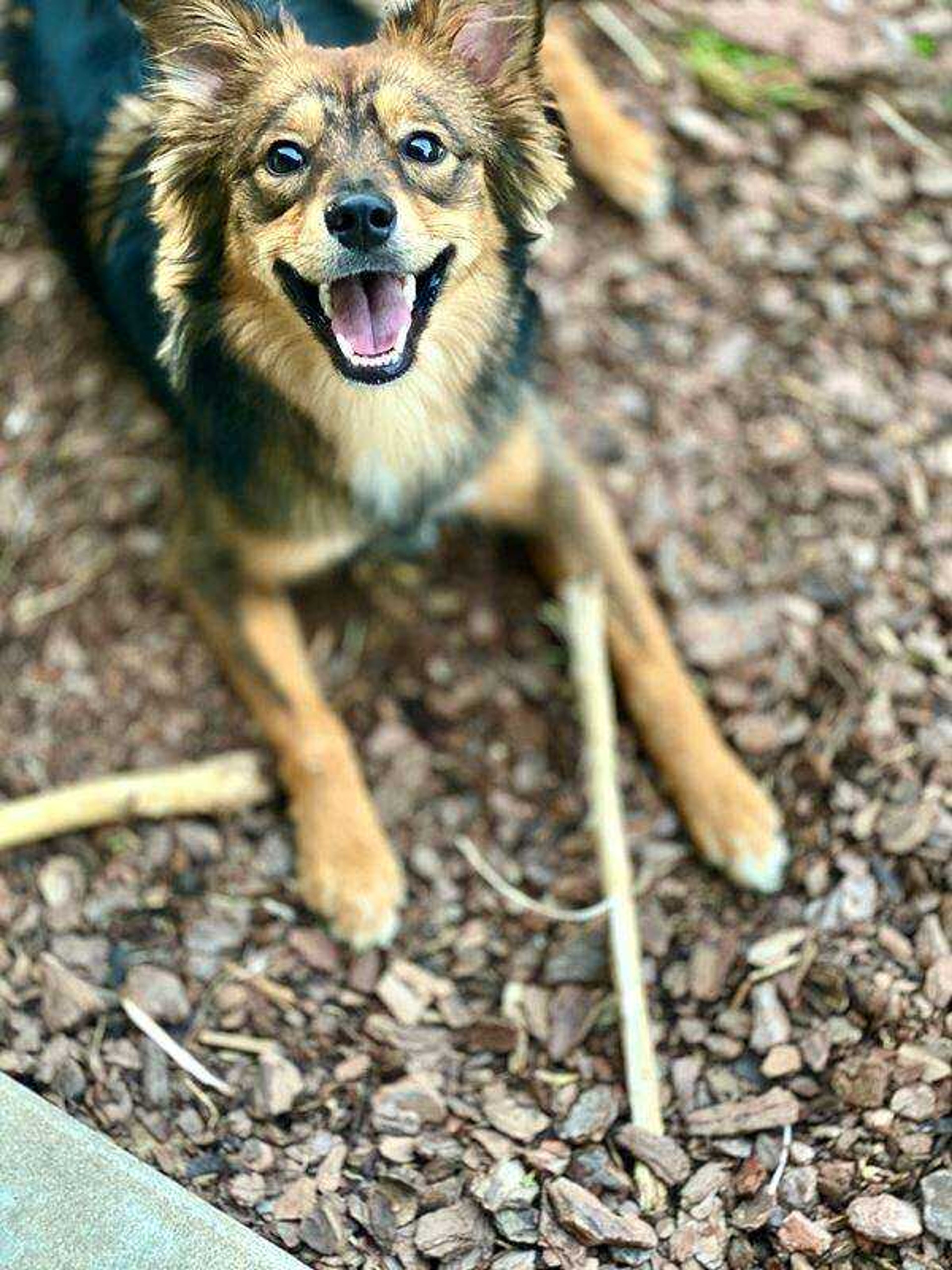 Sophie Bandido -&nbsp;Hello I am Sophie Bandido. I love to play fetch with my frisbee and going for car rides!