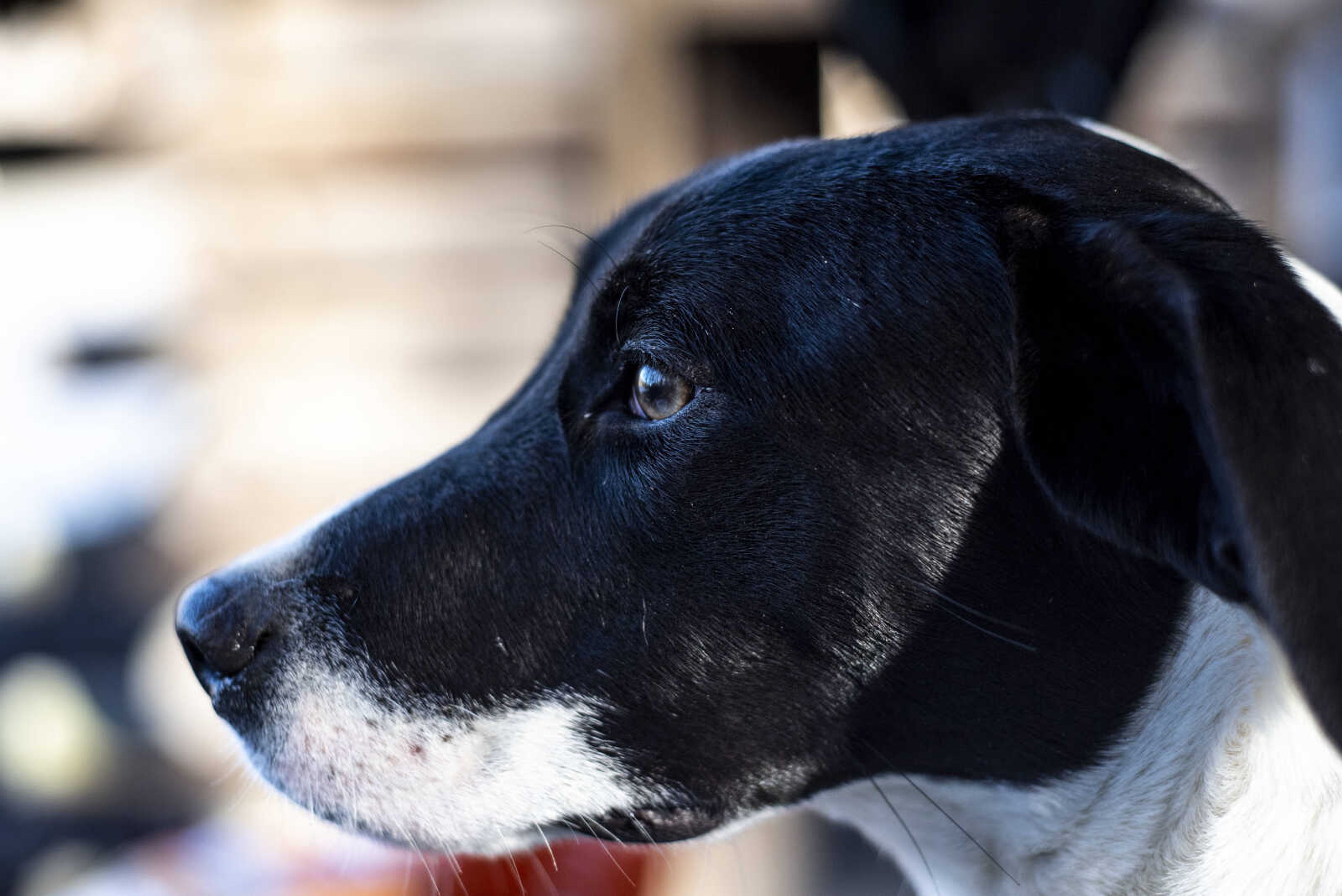 Ross, a pointer-beagle mix, watches other dogs run around the property of the Bollinger County Stray Project Wednesday, Jan. 9, 2019, in Zalma.