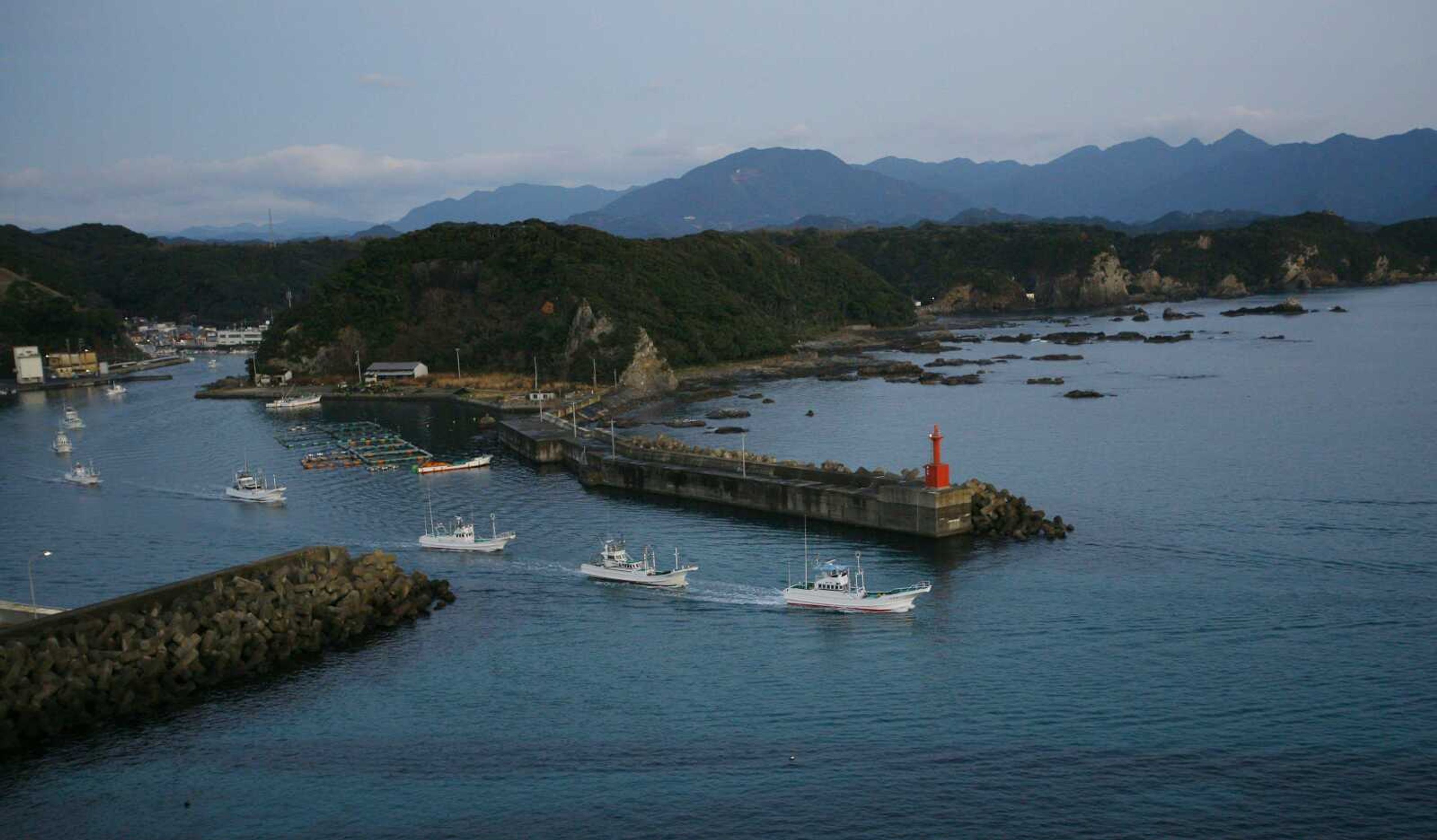 A fleet of fishing boats left Taiji port in Japan early Tuesday for a day of fishing. Animal rights protesters have come to this craggy Japanese fishing village for years to stop the annual slaughter of thousands of dolphins for meat and fertilizer, and failed. Now, Japan's dolphin hunters face a more powerful opponent: mercury contamination. (Junji Kurokawa ~ Associated Press)