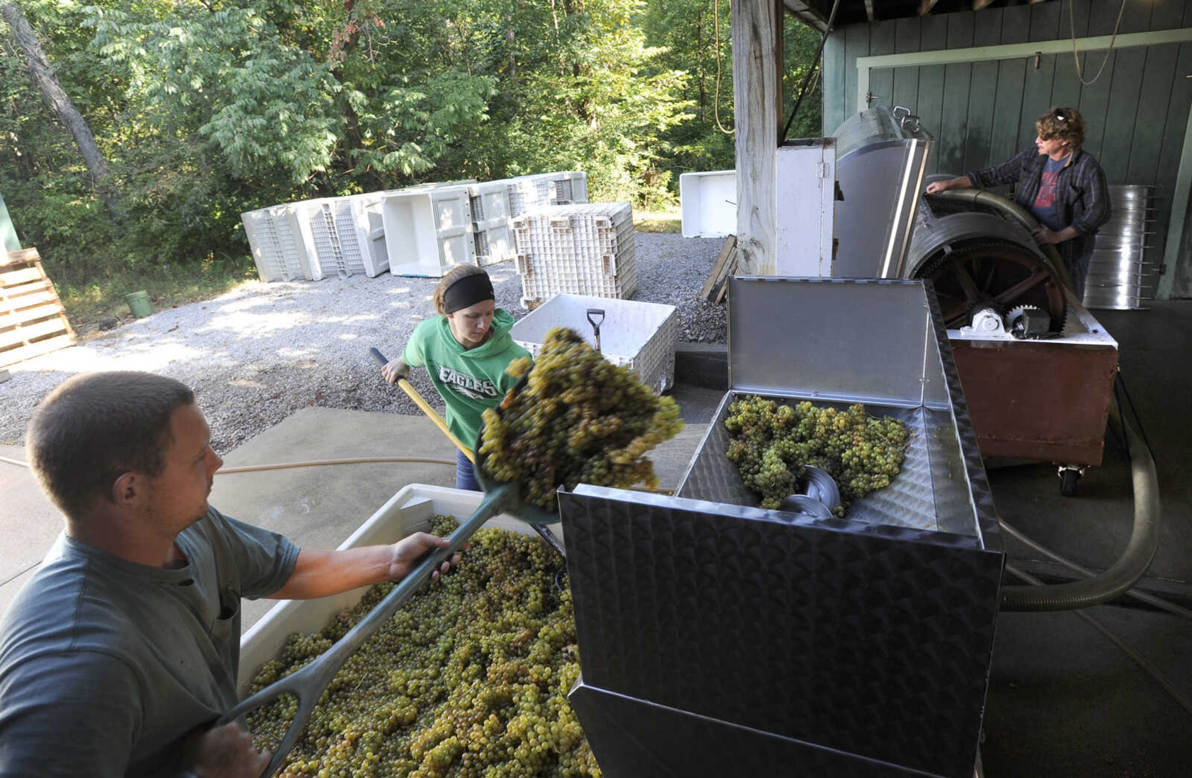 FRED LYNCH ~ flynch@semissourian.com
Matt Marshall, left, Heather Tilleweis and Brad Genung process grapes at Owl Creek Vineyard.