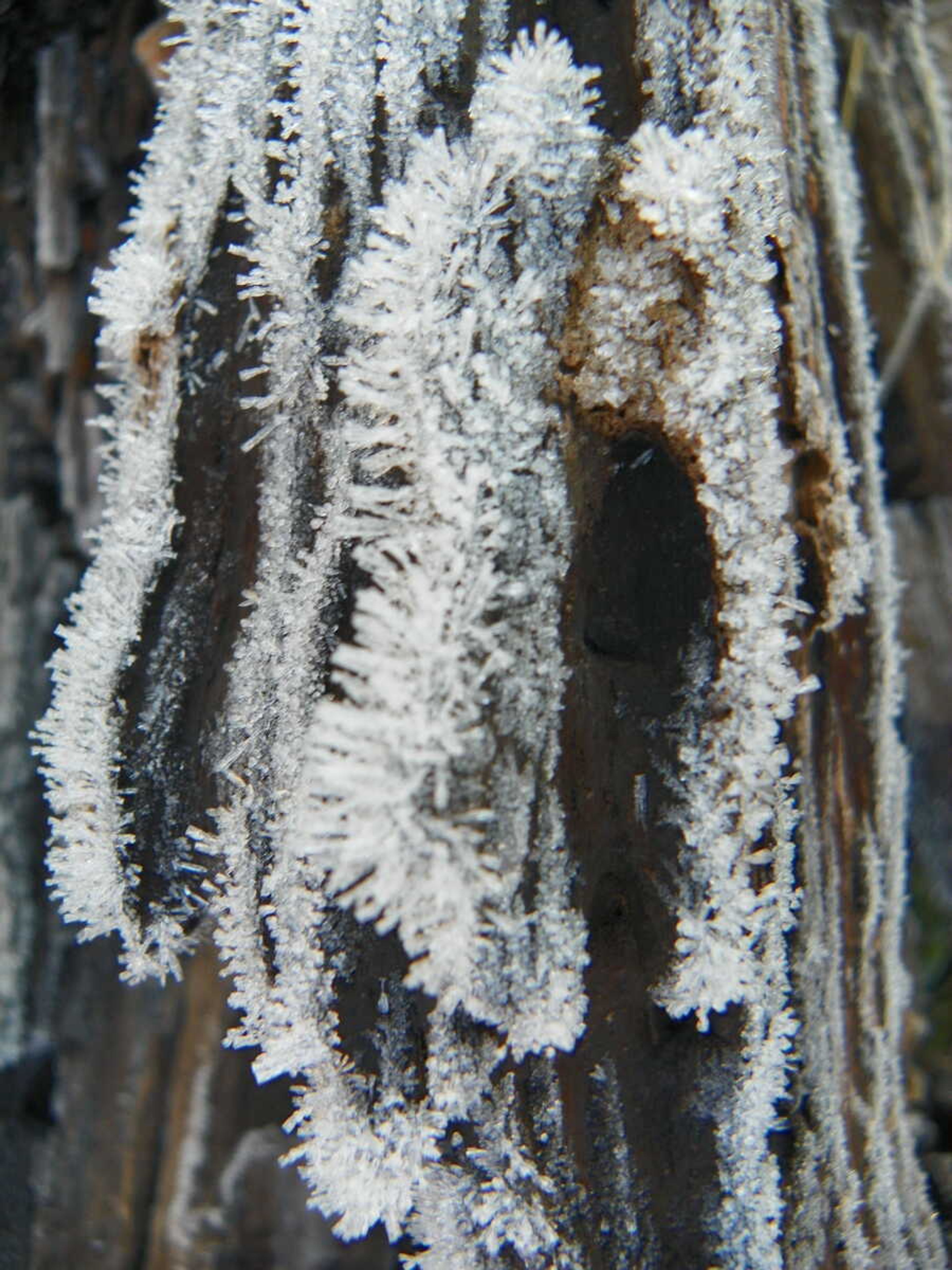 Frosty Morn