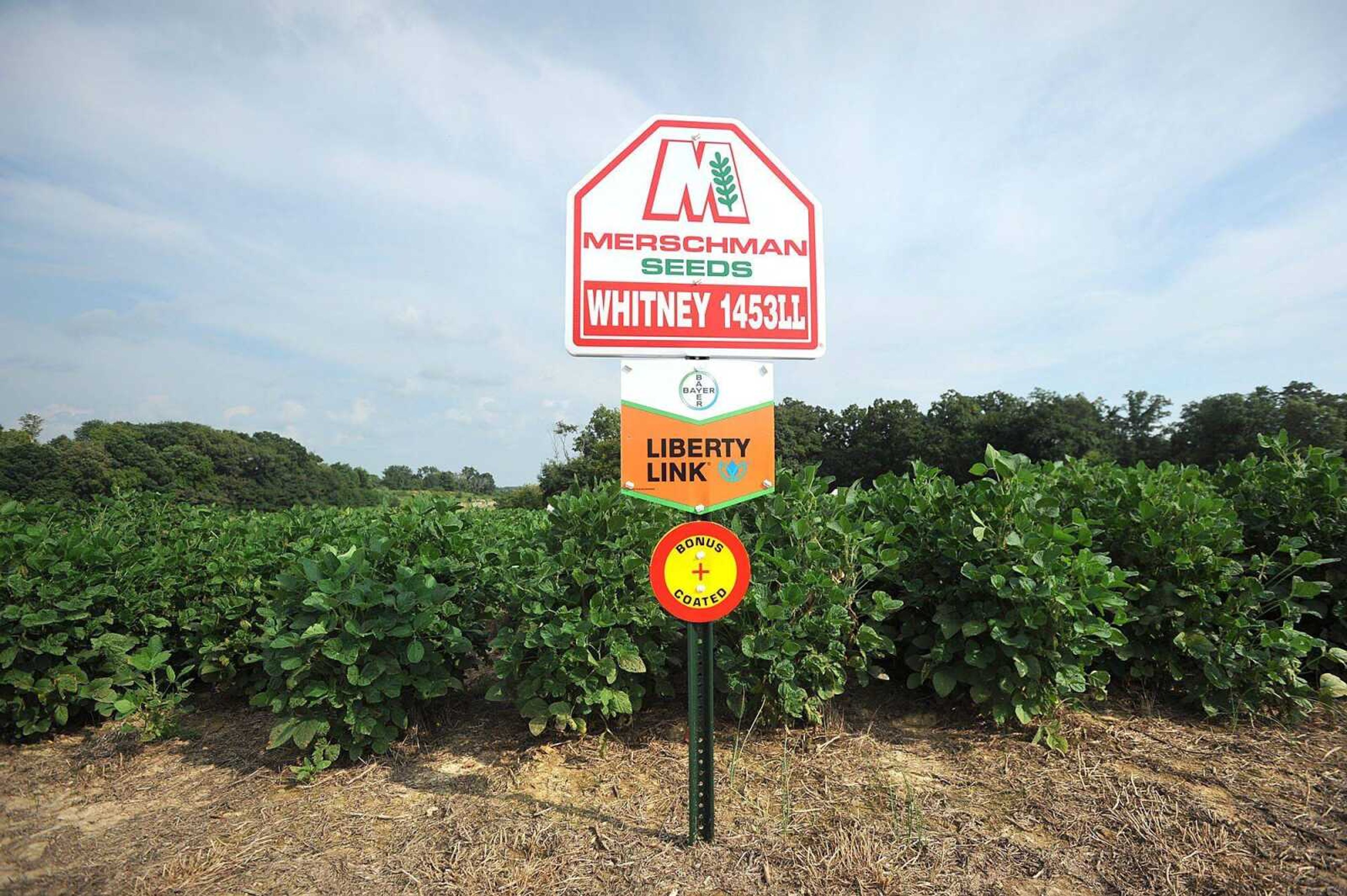 A field of soybeans grow at the new Buchheit Tech Park near Biehle, Mo. (Laura Simon)