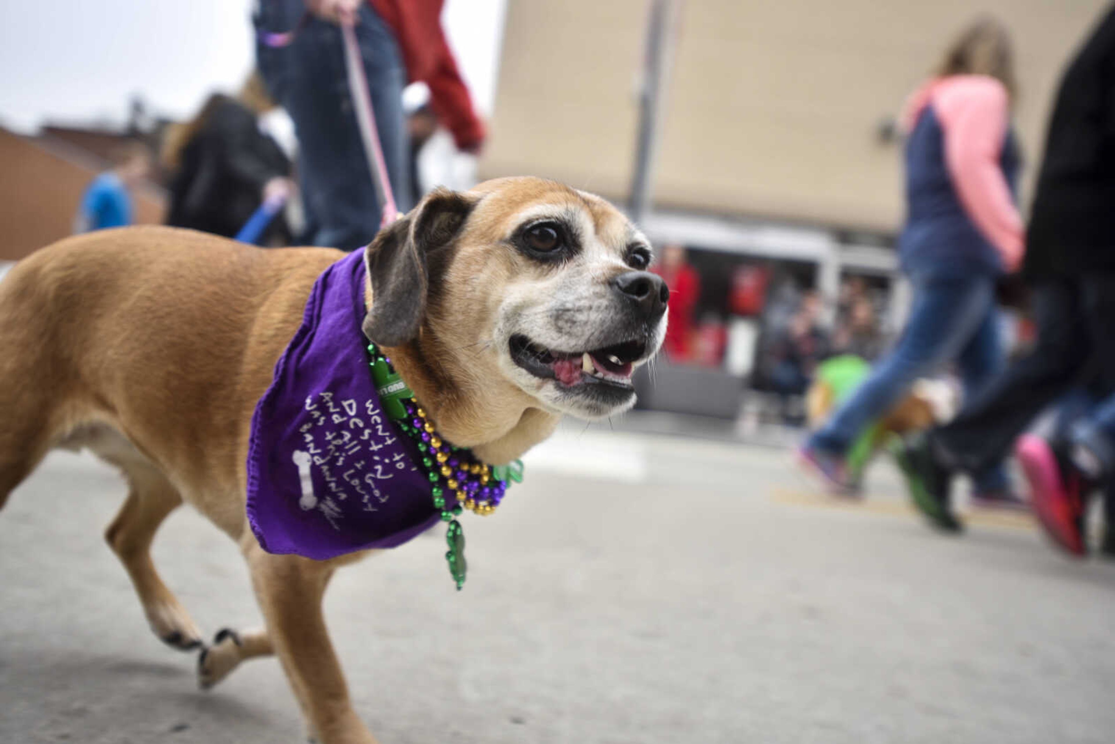 A dog strolls down Main Street during the 2nd annual Mardi Paws Parade of Pets on Sunday, March 18, 2018, in Cape Girardeau.