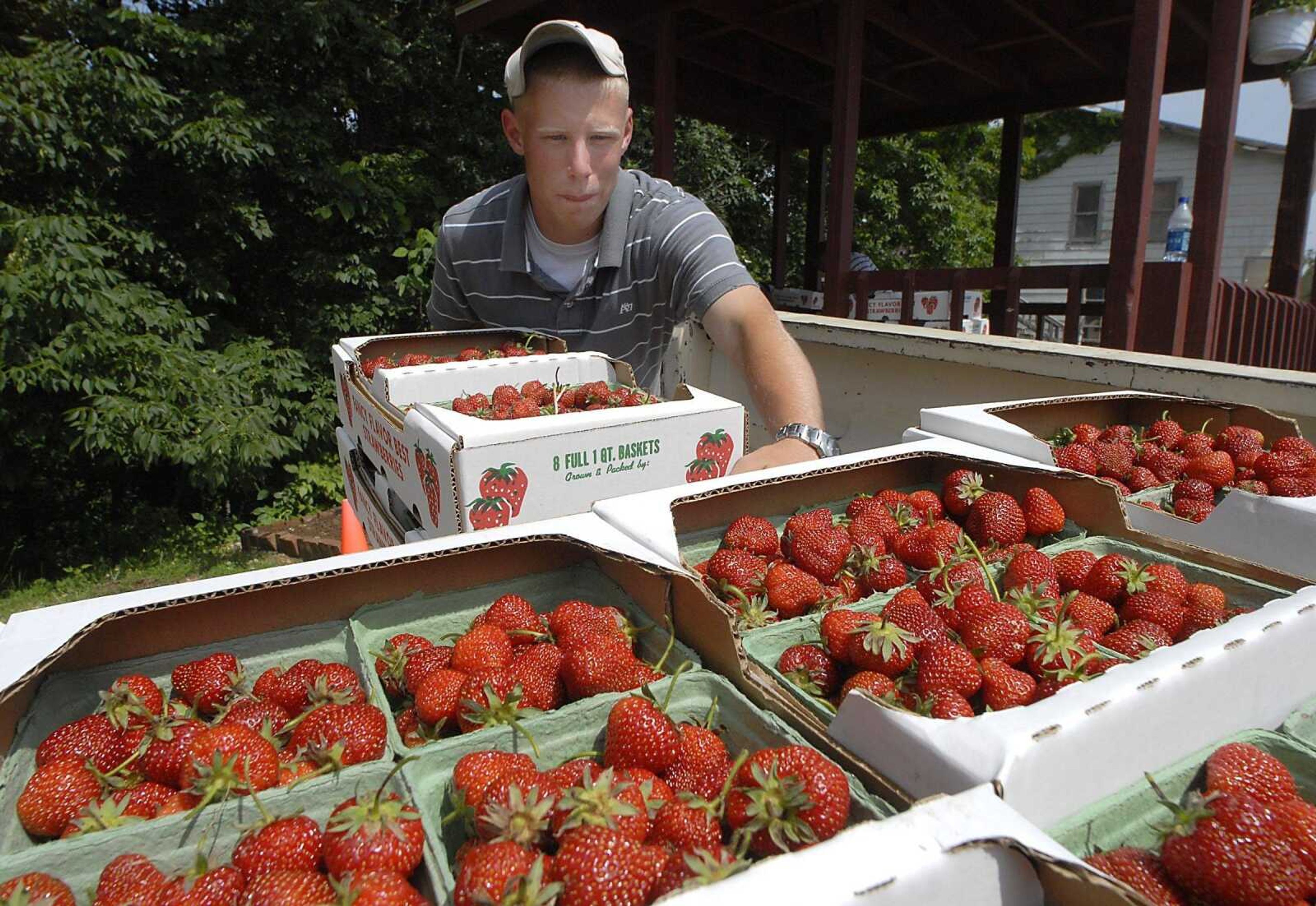 Justin Judd unloaded fresh-picked strawberries to sell at the 2008 Strawberry Festival at Teen Challenge. (Fred Lynch)