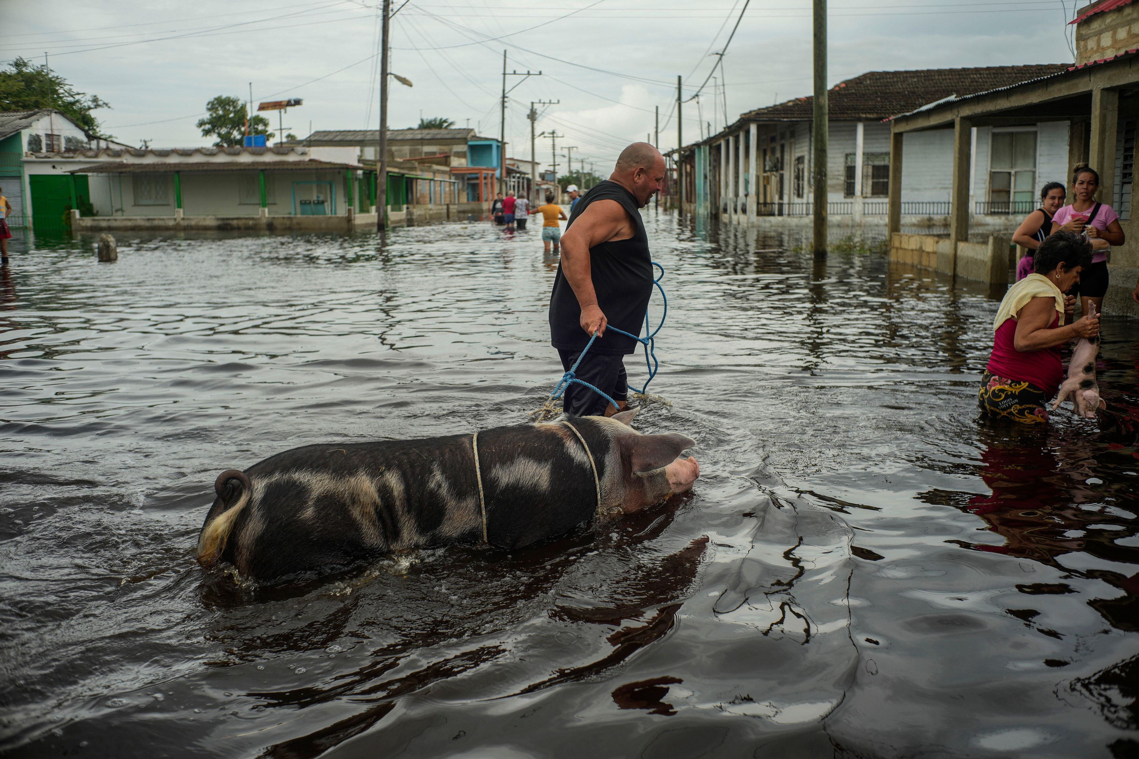 A resident leads his pig through a street flooded in the passing of Hurricane Helene, in Batabano, Mayabeque province, Cuba, Thursday, Sept. 26, 2024. (AP Photo/Ramon Espinosa)